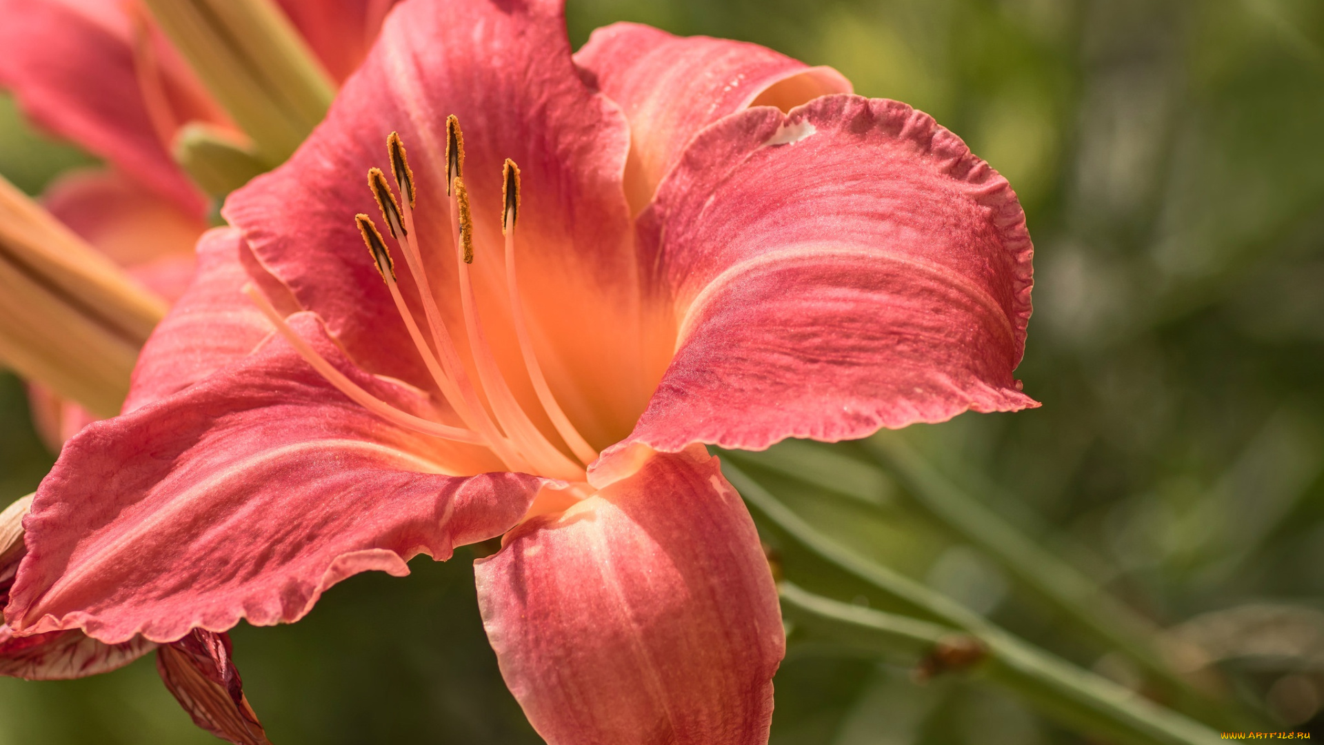 цветы, лилии, , лилейники, макро, лепестки, лилейник, природа