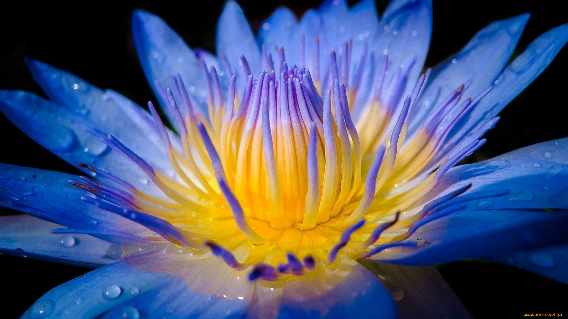 цветы, лилии, водяные, , нимфеи, , кувшинки, водяная, лилия, макро, цветок, серединка