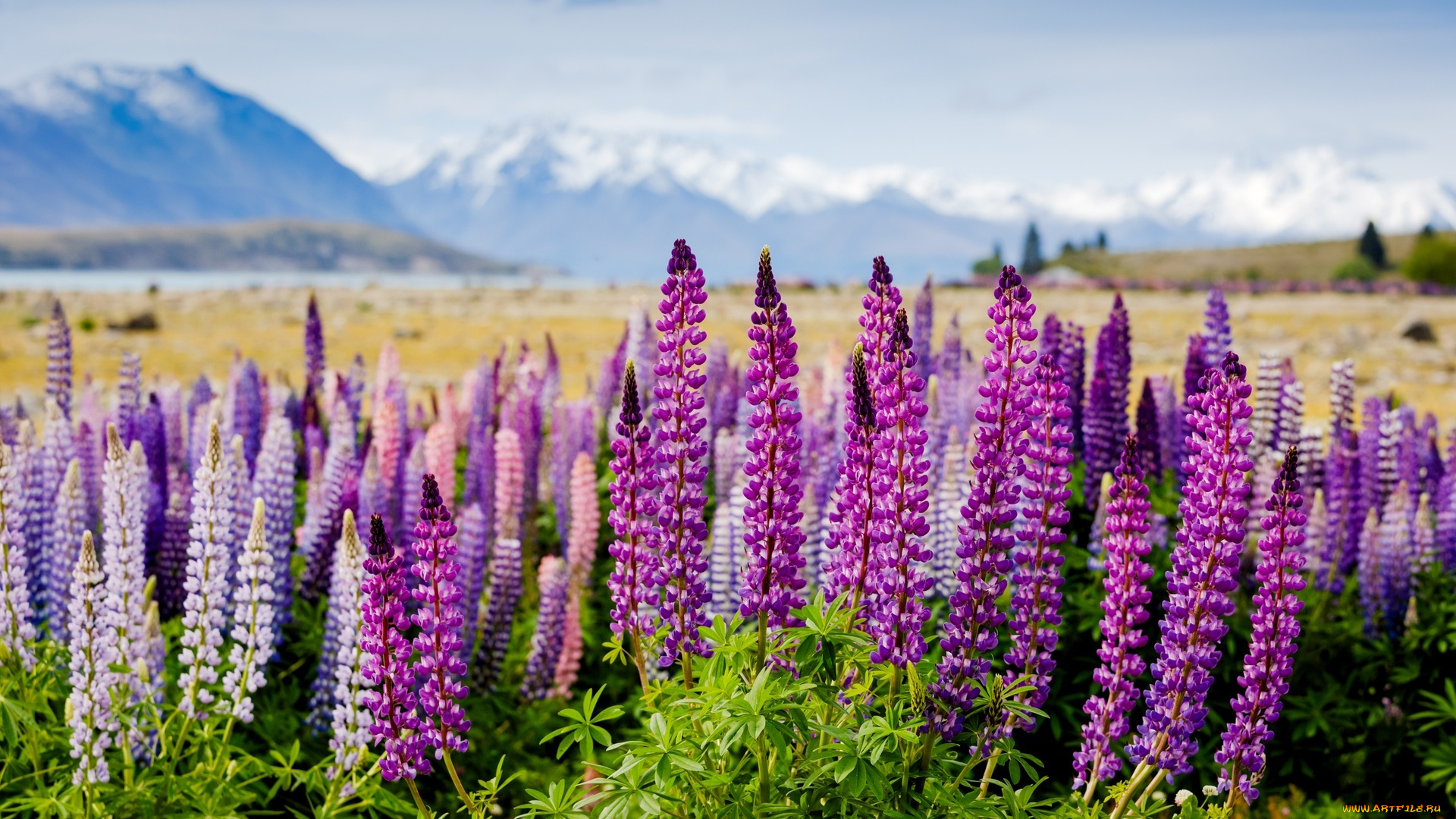 цветы, люпин, фиолетовые, долина, горы