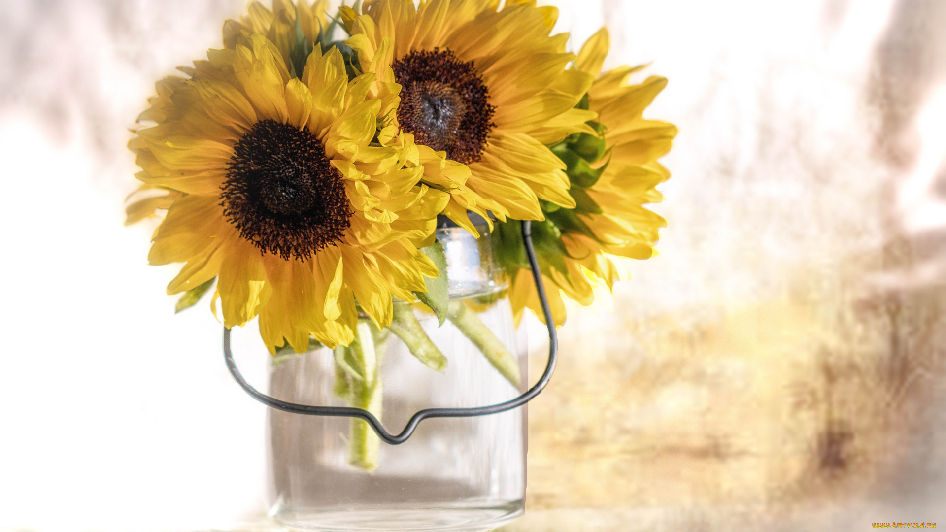 цветы, подсолнухи, bloom, petals, flowers, подсолнух, лепестки, цветение, sunflower