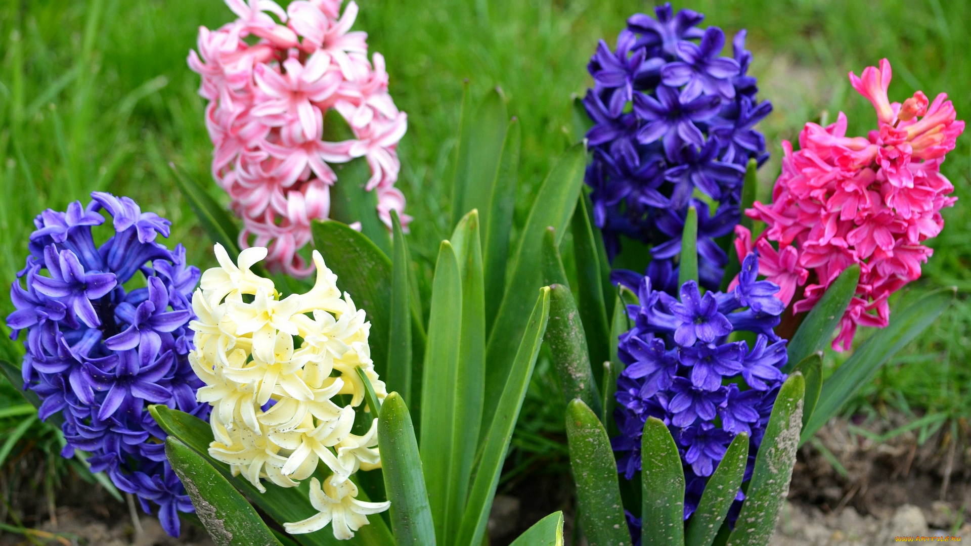 цветы, разноцветные