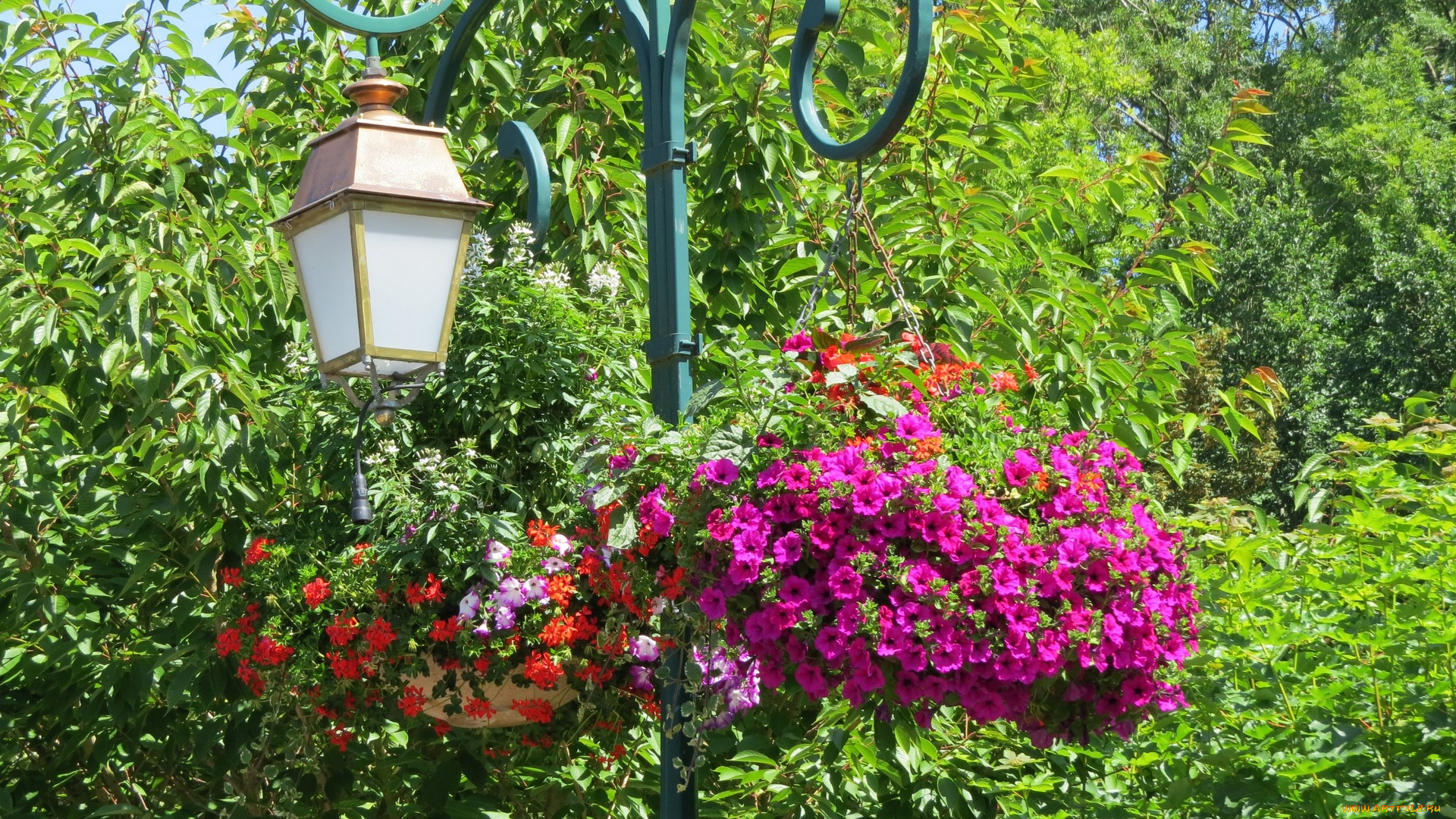 цветы, разные, вместе, деревья, фонарь