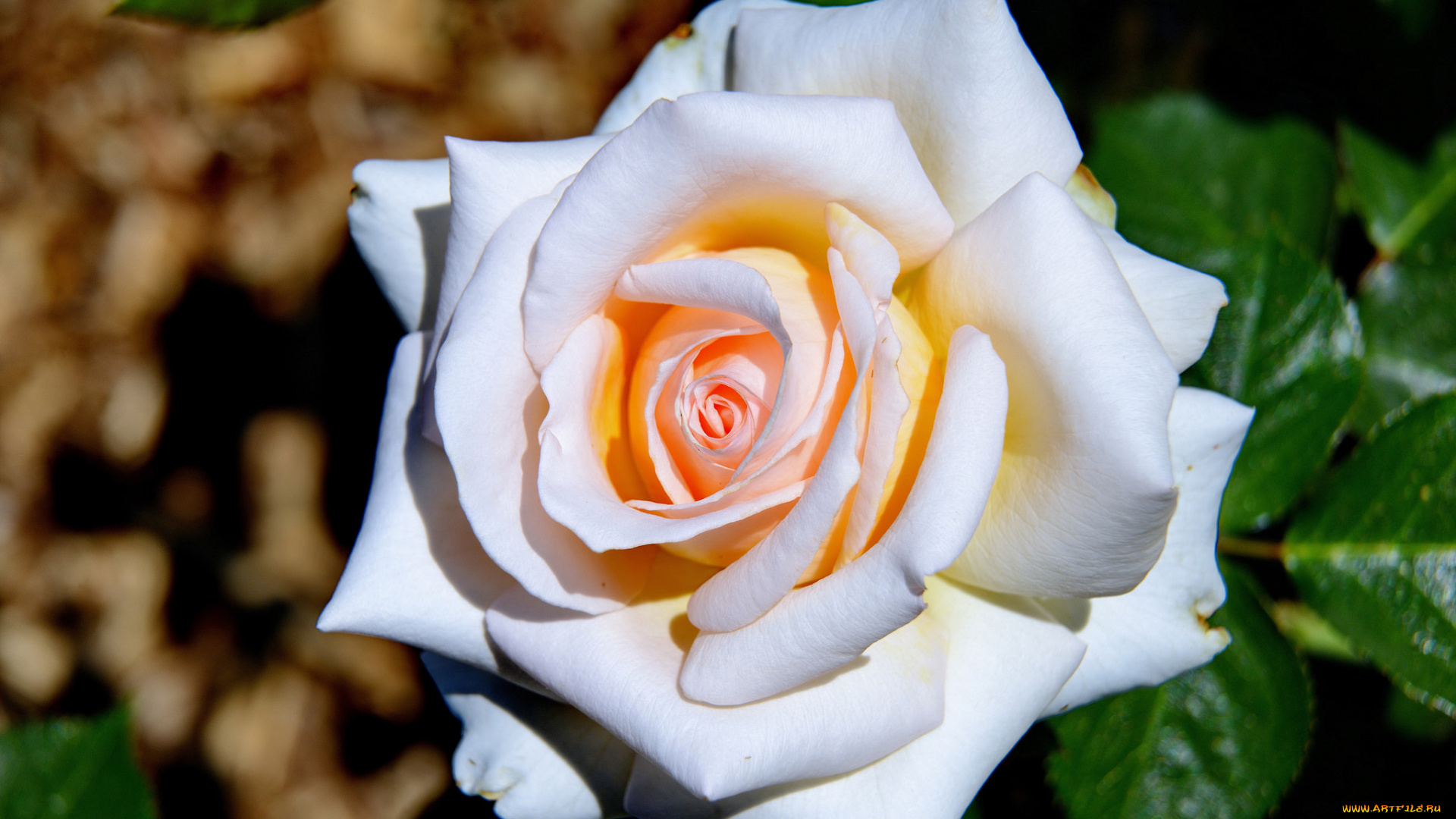 цветы, розы, белый, цвет