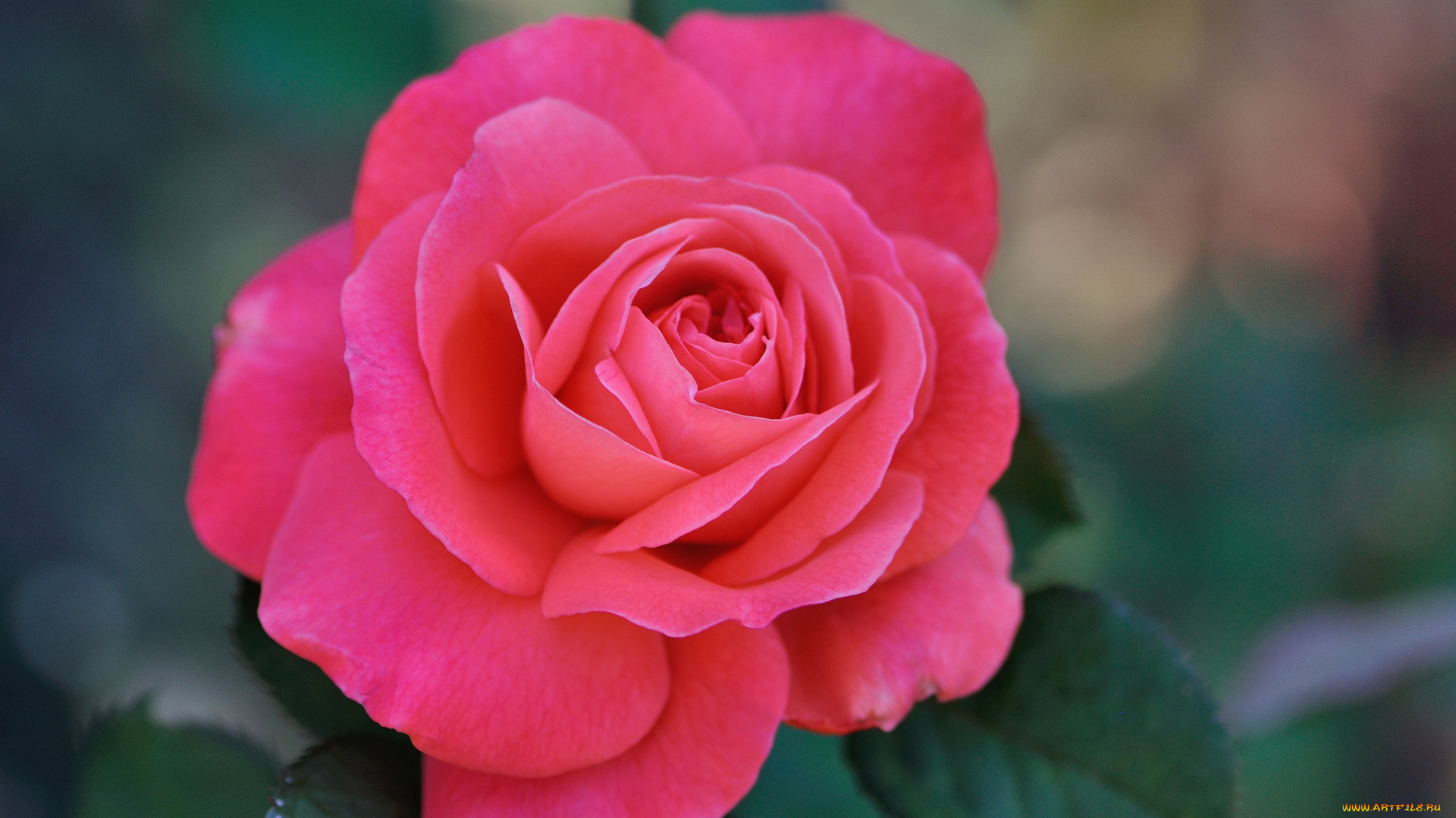 цветы, розы, бутон, роза, blossoms, лепестки, листья, цветение, rose, bud, petals, leaves