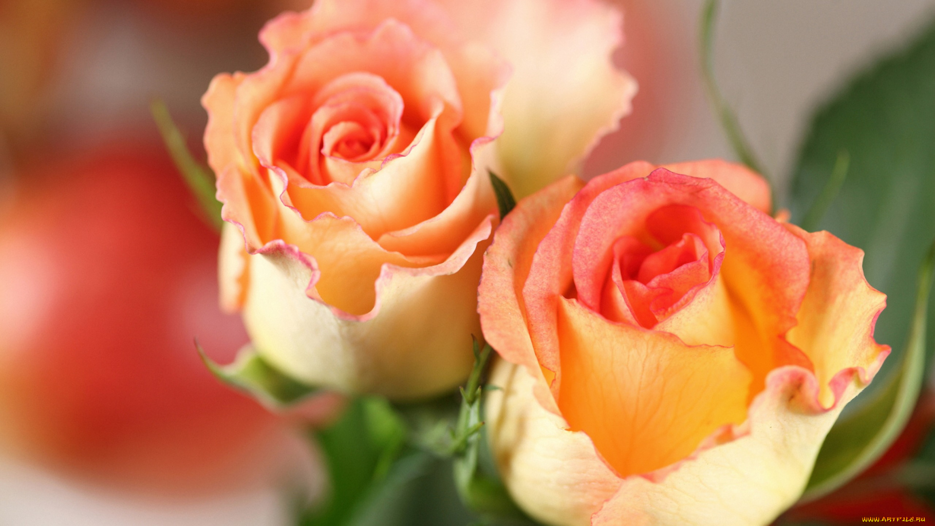 цветы, розы, лепестки, оранжевые