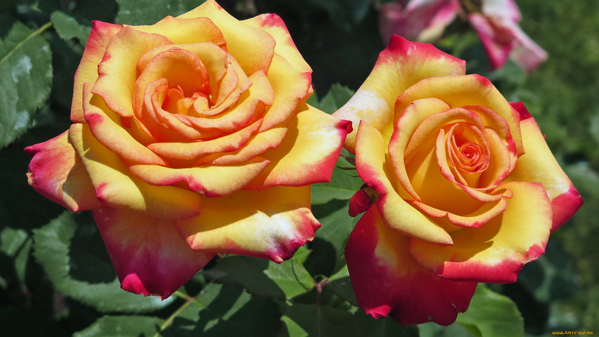 цветы, розы, листья, роза, бутон, лепестки, rose, цветение, bud, petals, leaves, blossoms