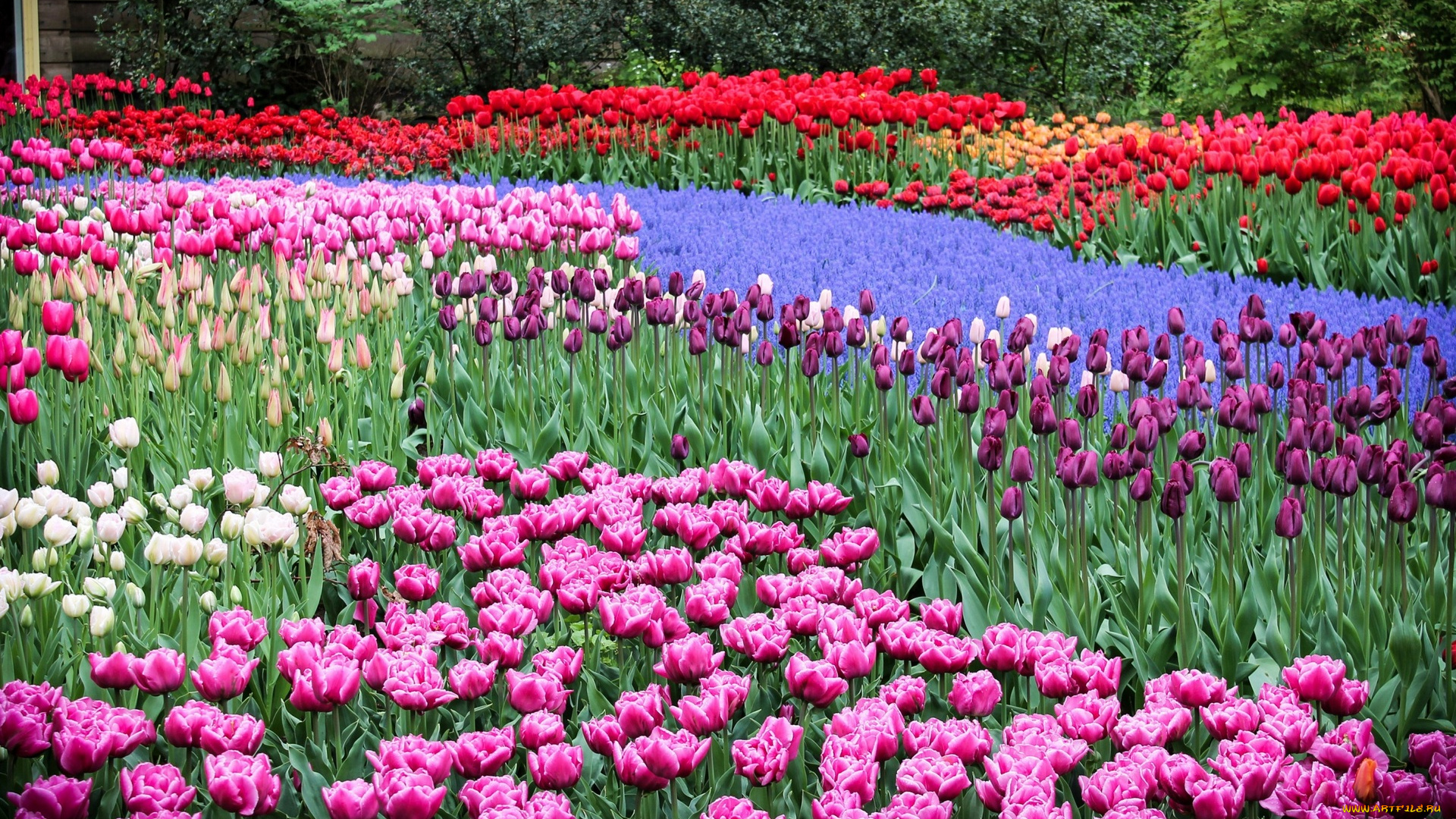 цветы, тюльпаны, разноцветные