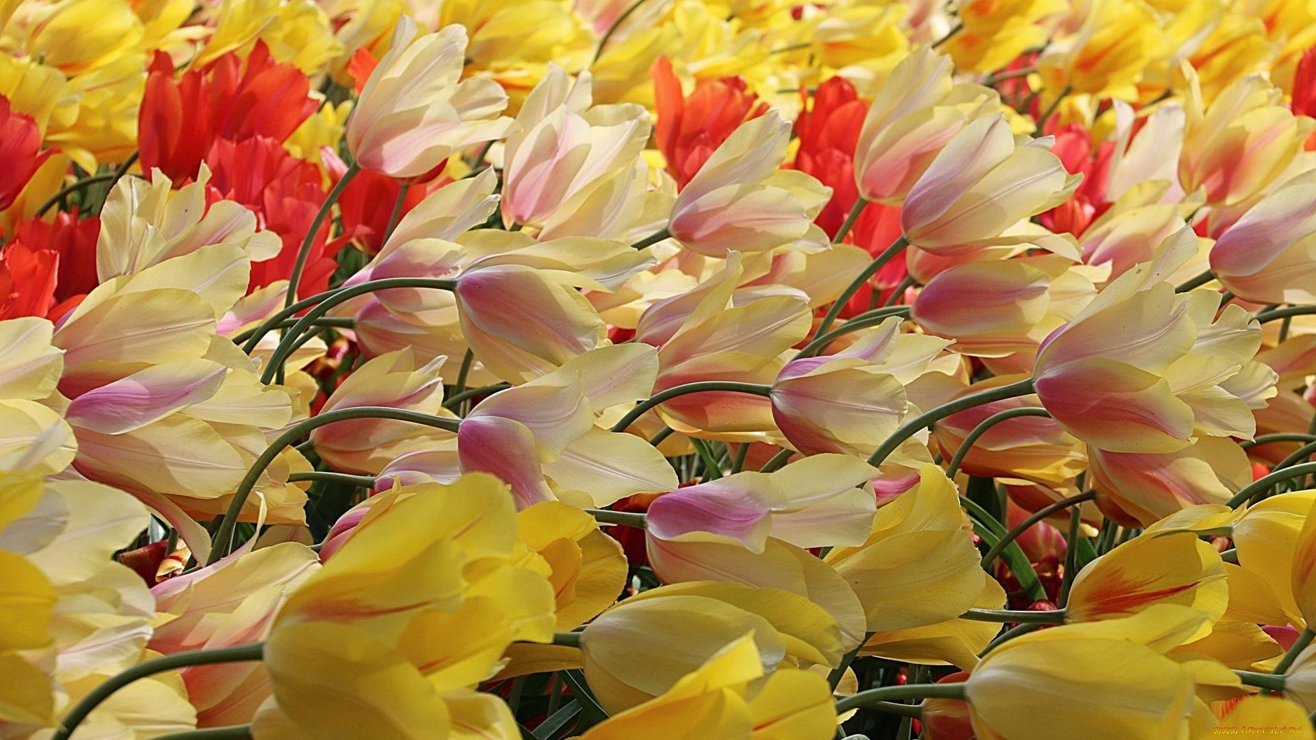 цветы, тюльпаны, разноцветные