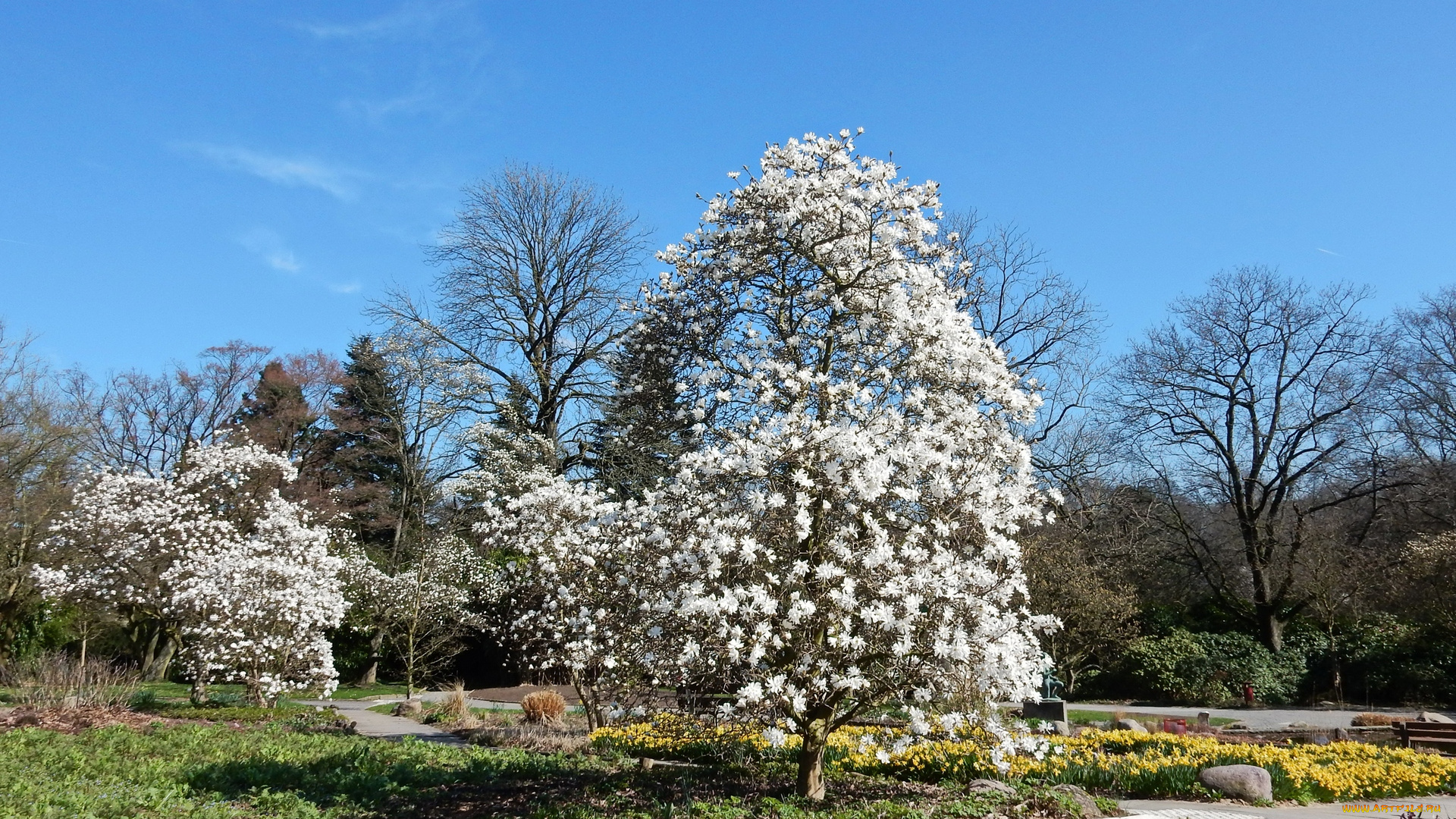 германия, цветы, цветущие, деревья, , , кустарники, парк, дорожка