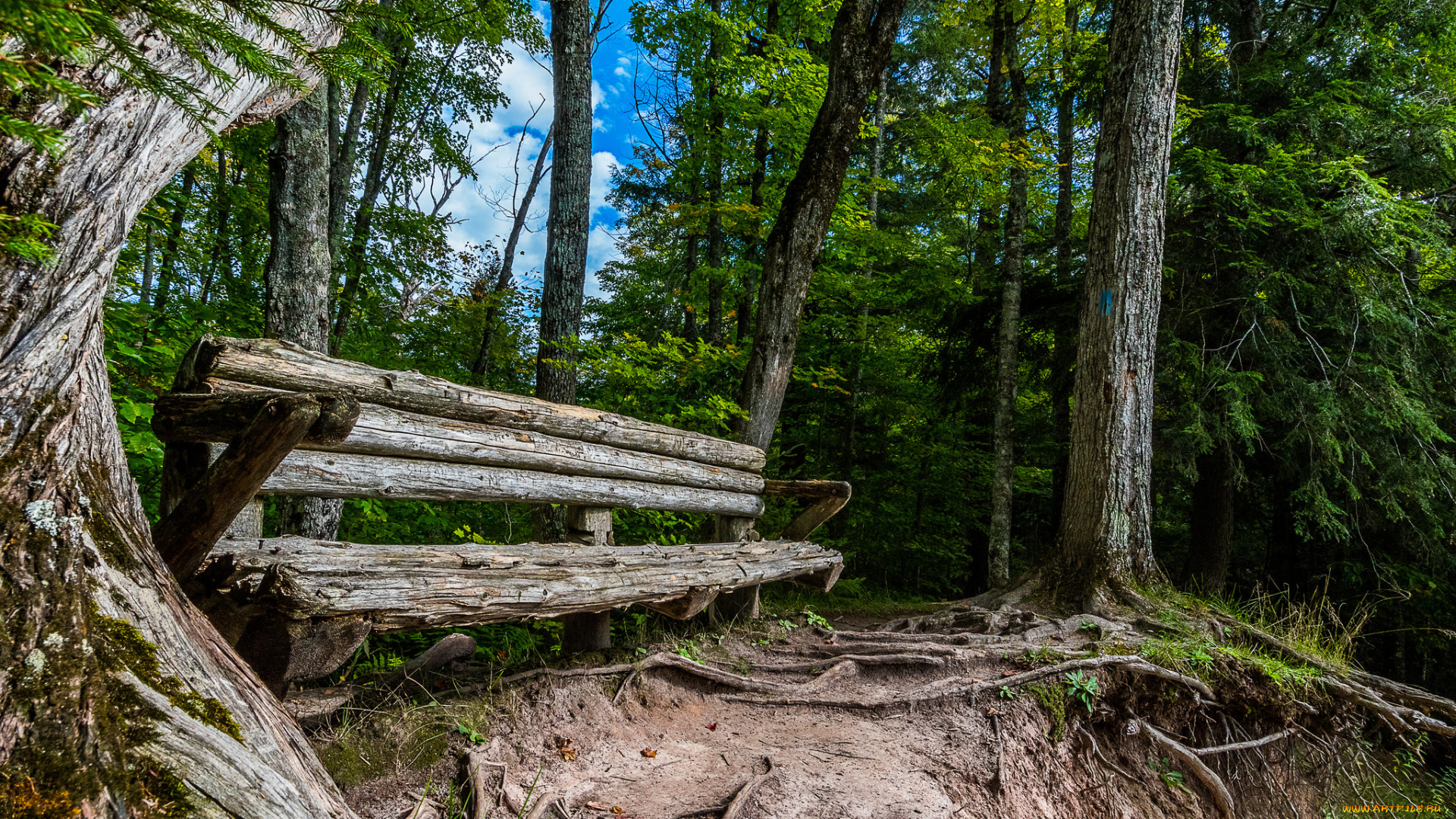 природа, лес, деревья