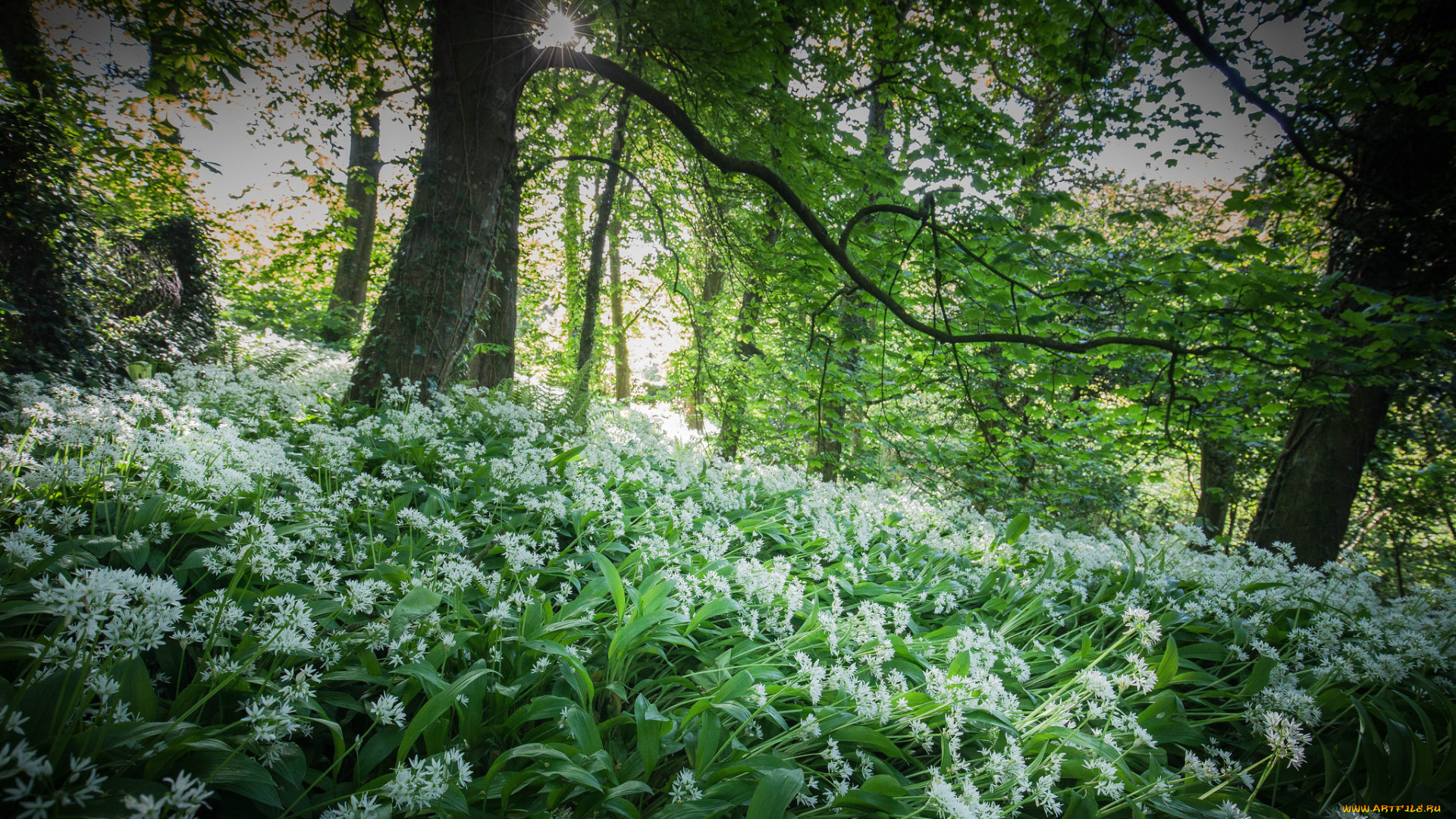 природа, лес, деревья