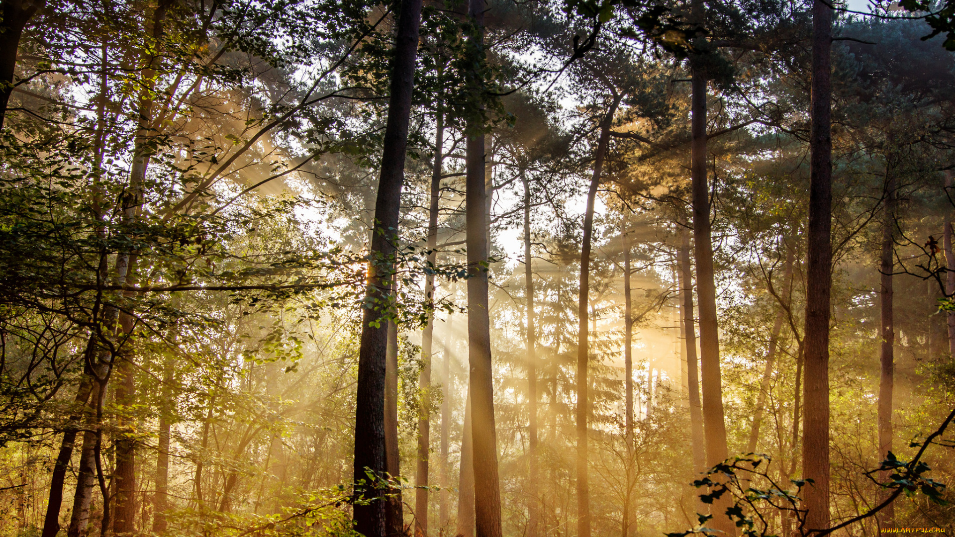 природа, лес, деревья