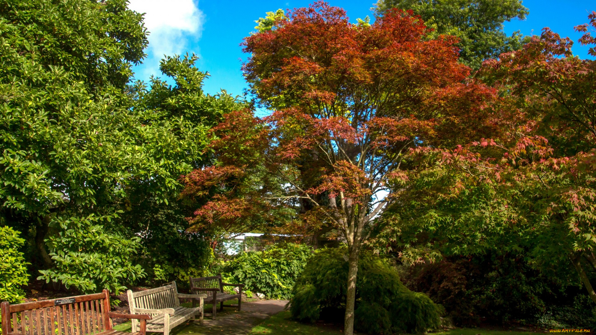природа, парк, трава, деревья, скамейки