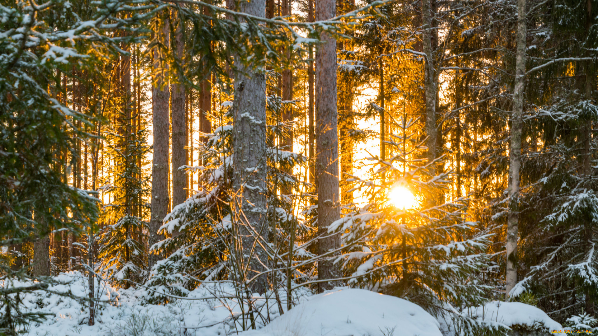 природа, зима, снег