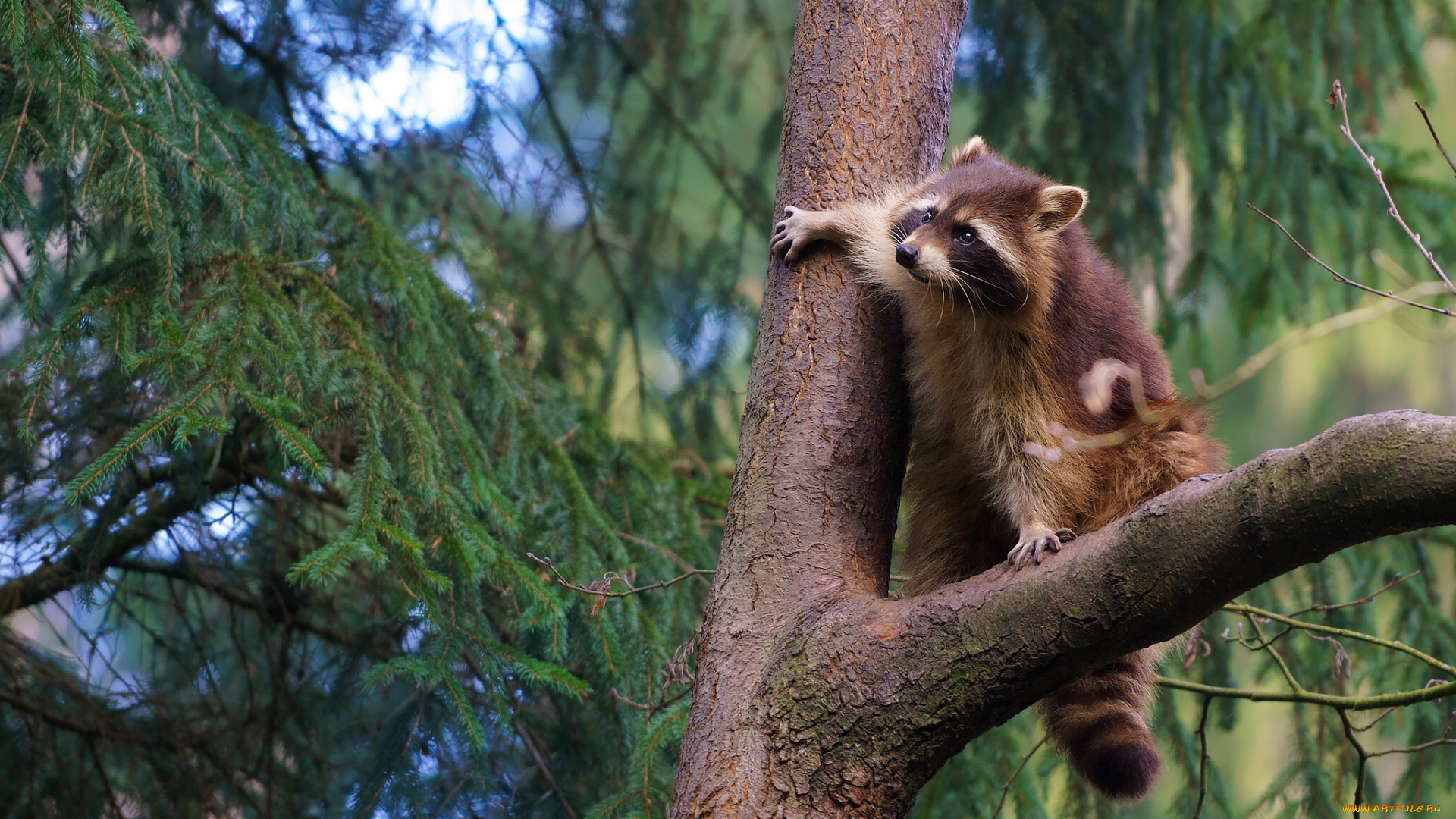 животные, еноты, дерево, ветка
