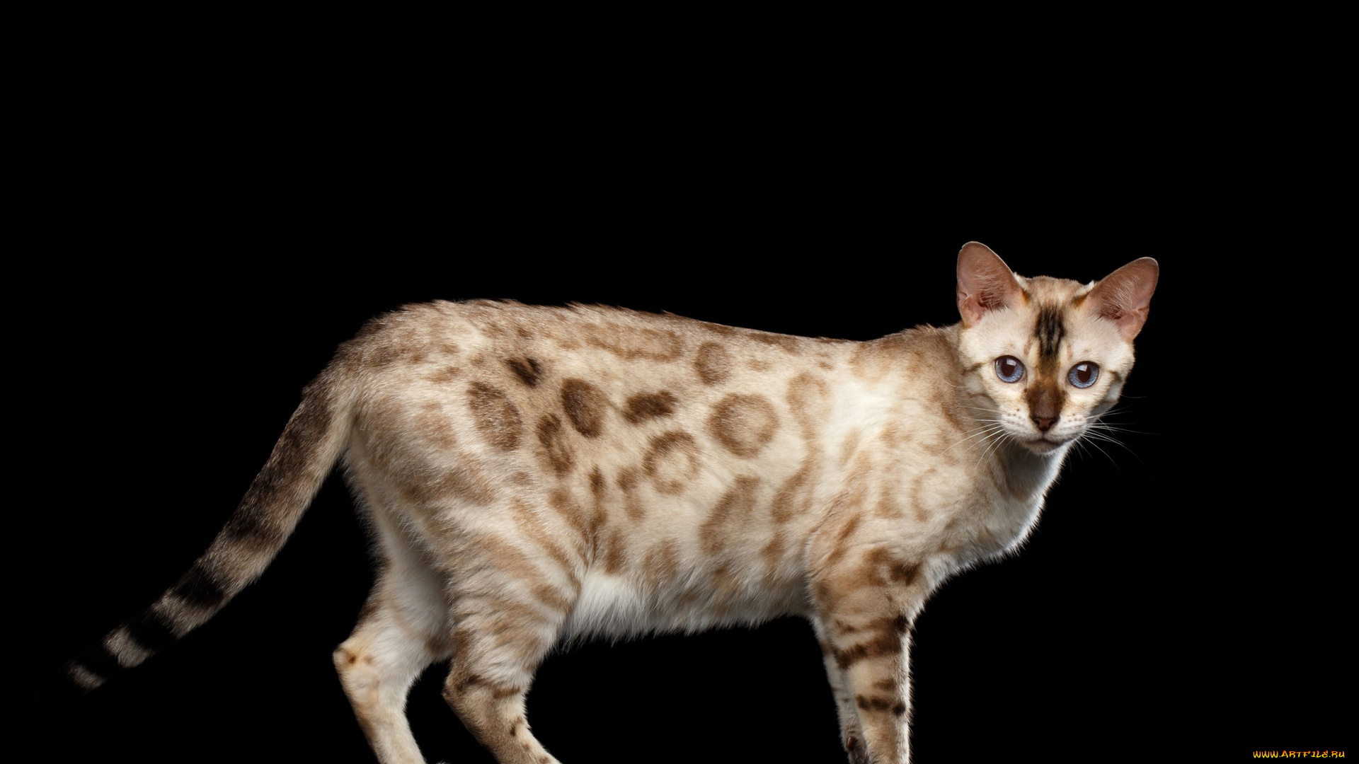 животные, коты, черный, фон