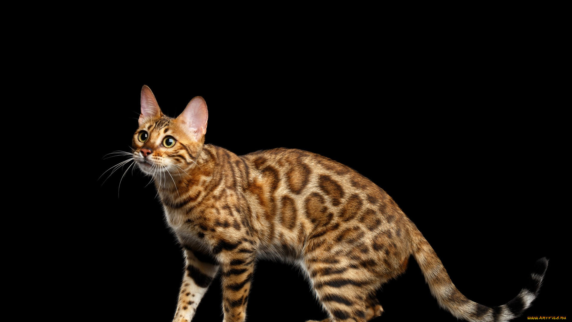 животные, коты, черный, фон