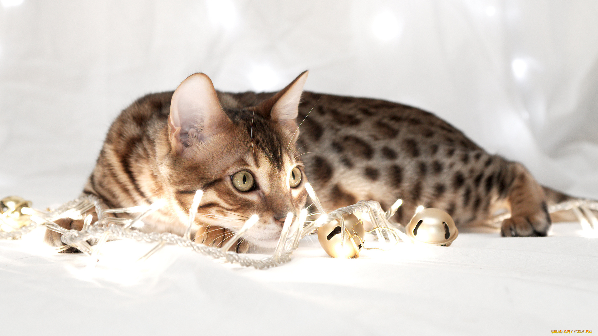 животные, коты, гирлянда