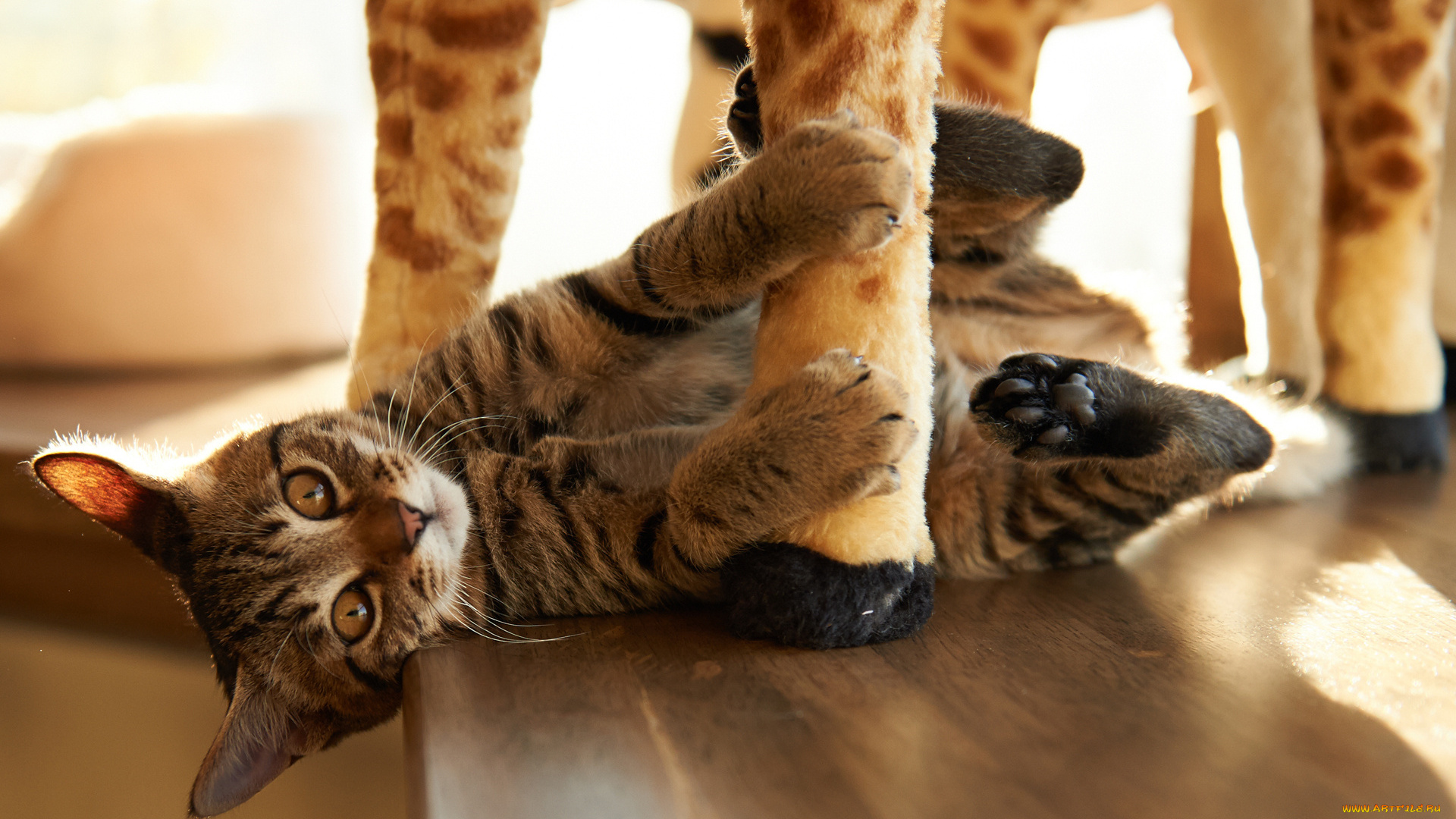 животные, коты, игрушка