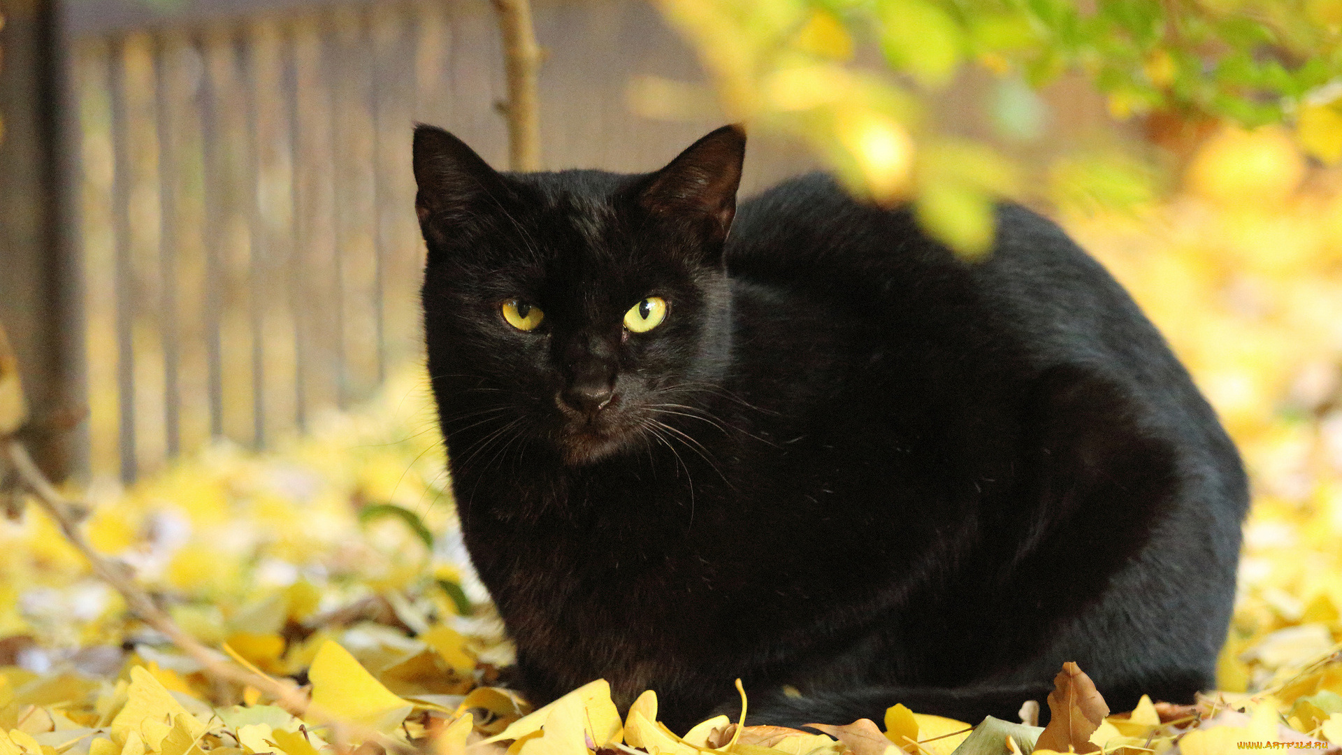 животные, коты, листва