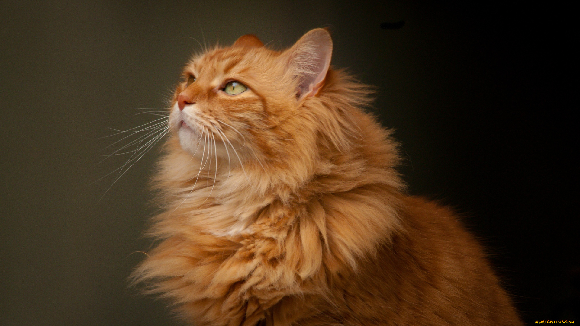 животные, коты, портрет, кошка, взгляд, рыжий, кот