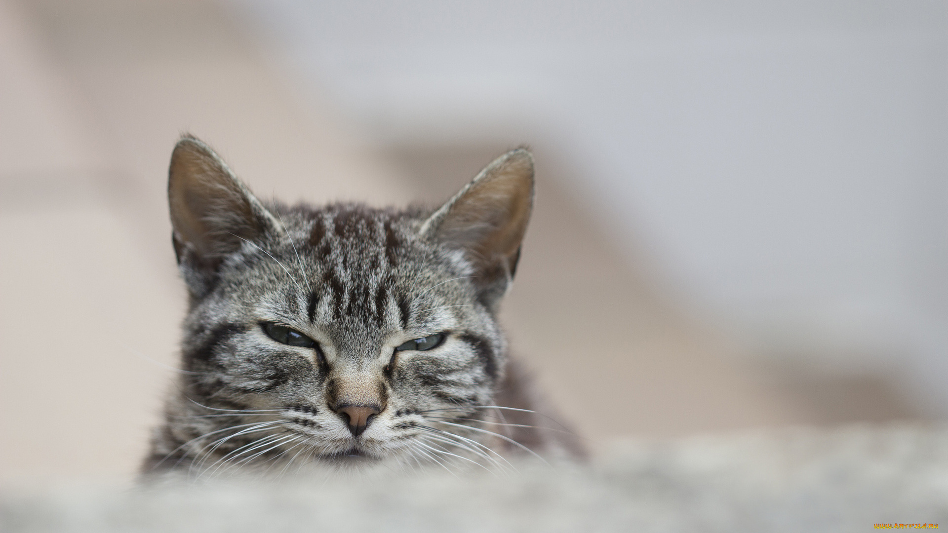 животные, коты, прищур