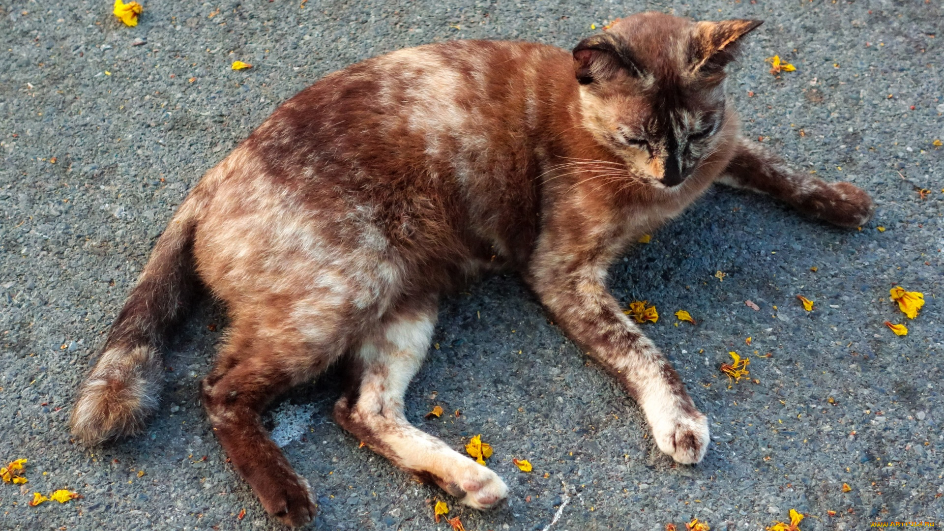 животные, коты, пятнистая