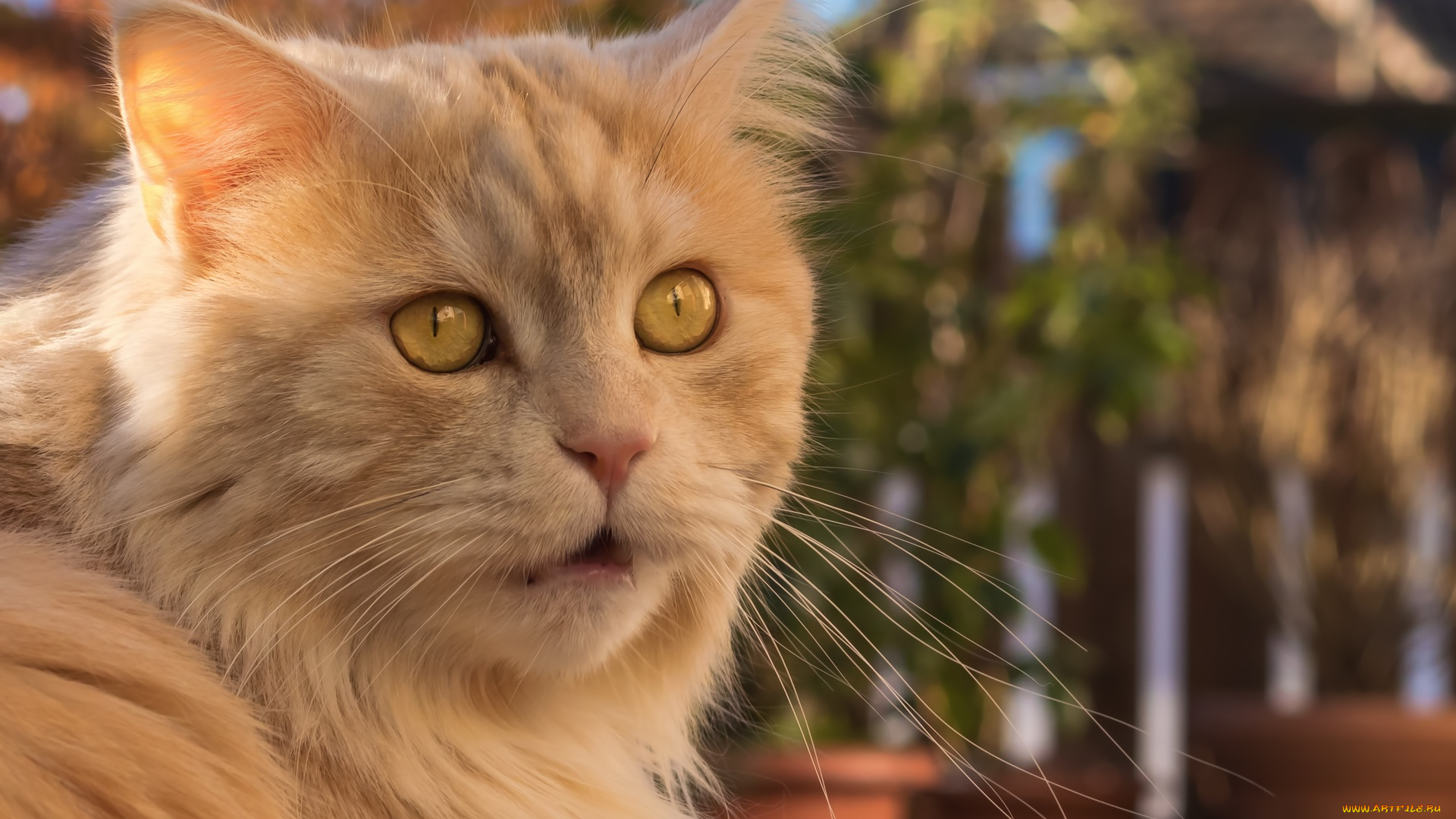 животные, коты, рыжий