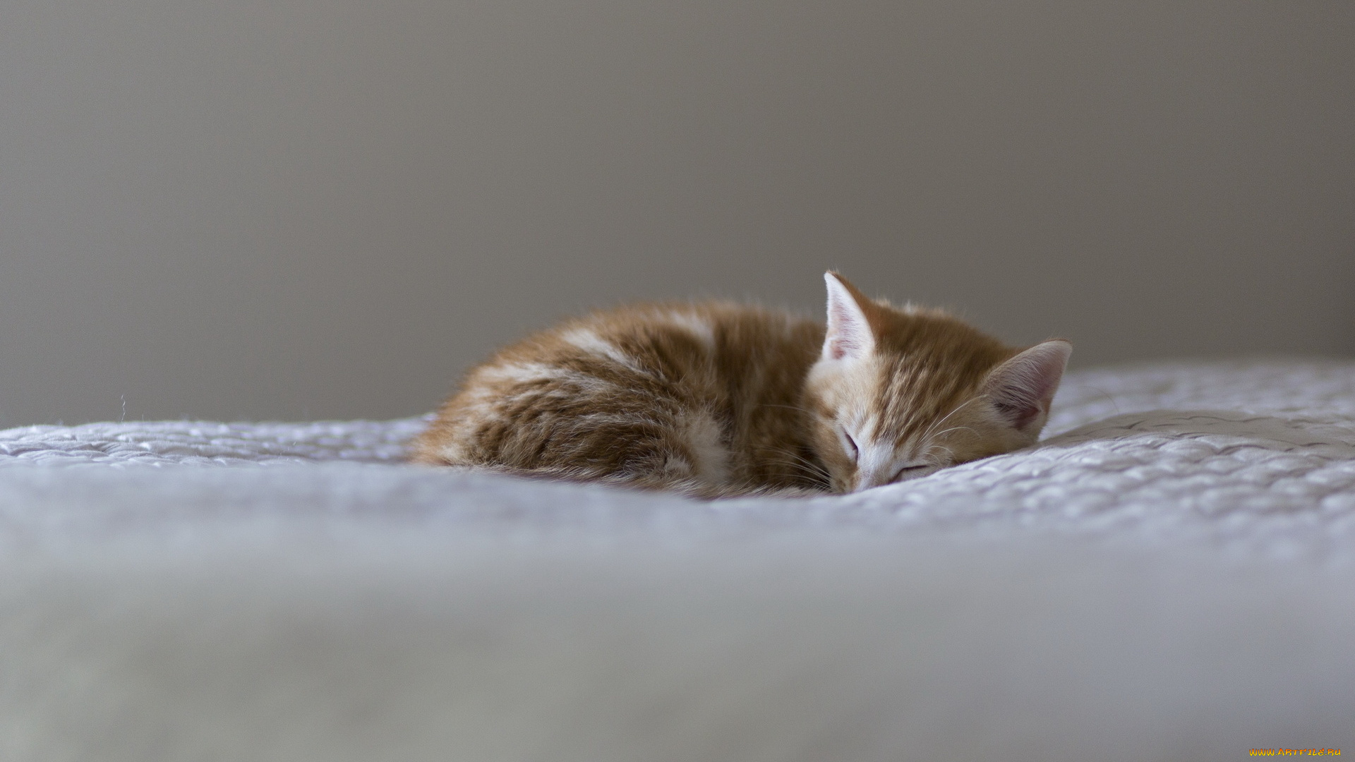 животные, коты, сон, покрывало