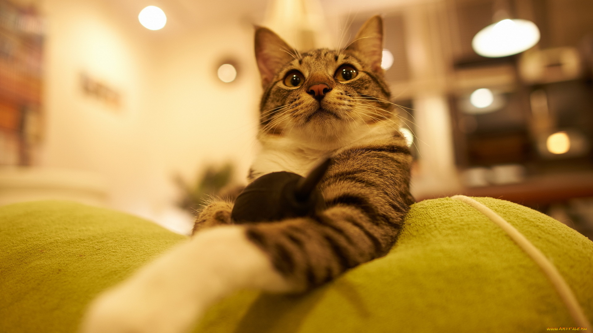 животные, коты, свет, лампы