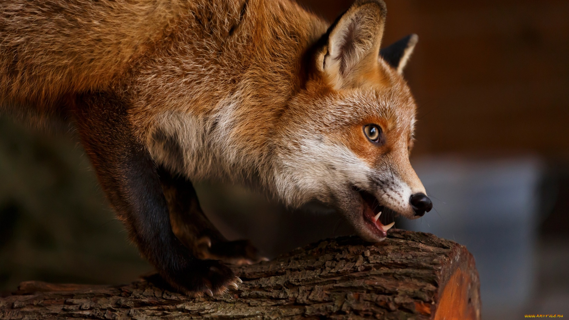 животные, лисы, бревно