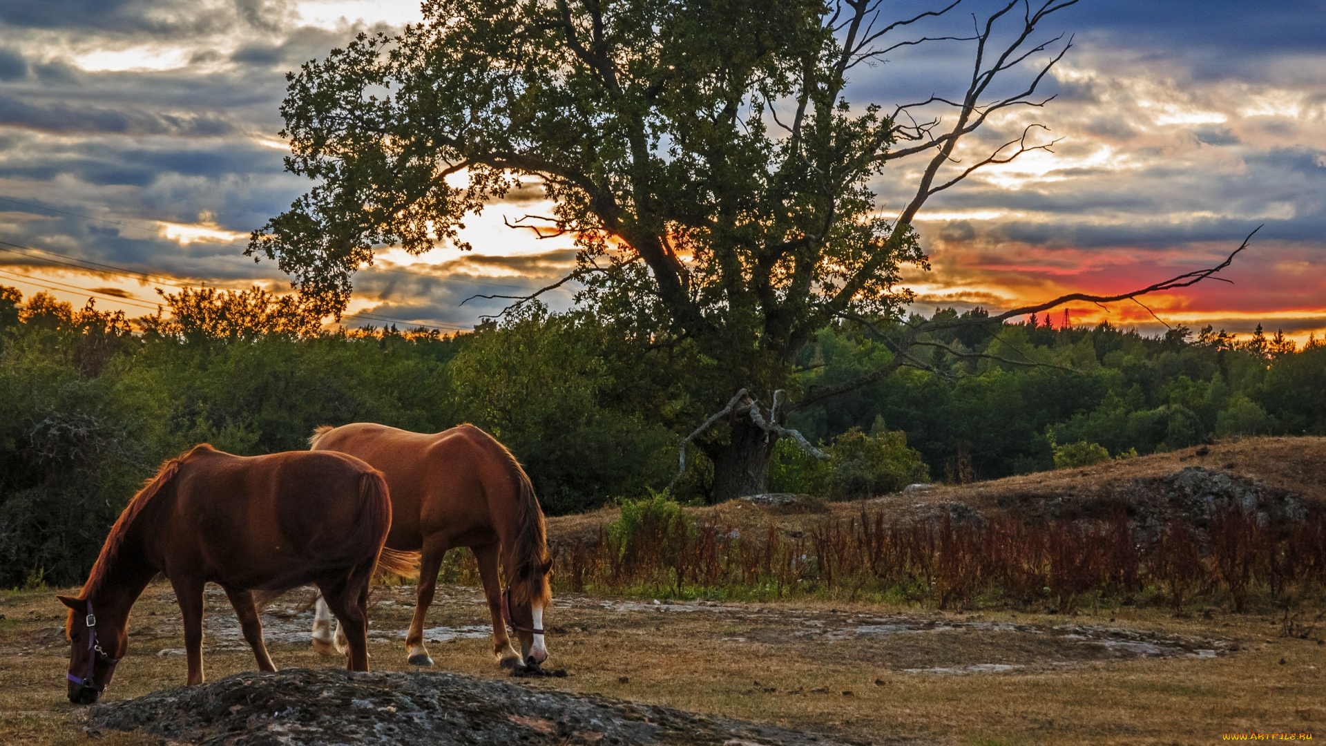 животные, лошади, облака, деревья, трава, двое