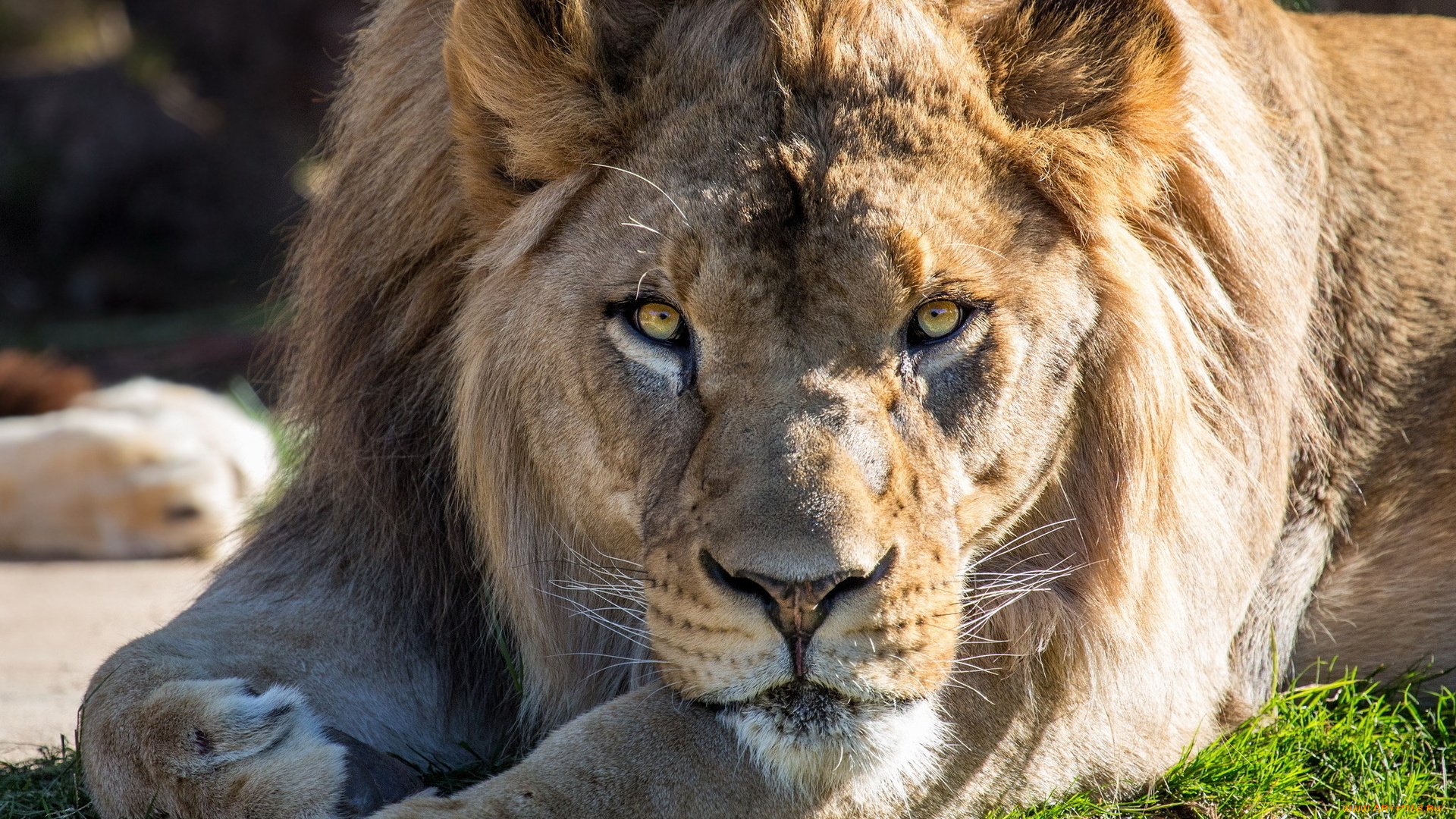 животные, львы, трава