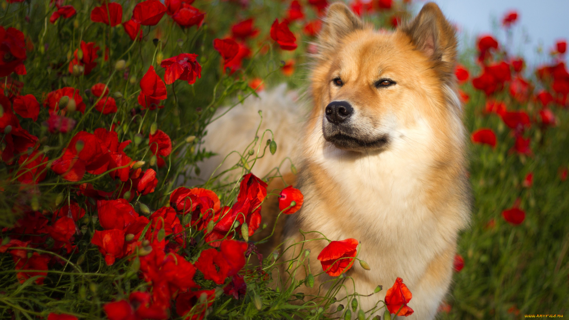 животные, собаки, лето, ойразиер, birgit, chytracek, пёс, природа, цветы, собака, животное, евразиер, маки