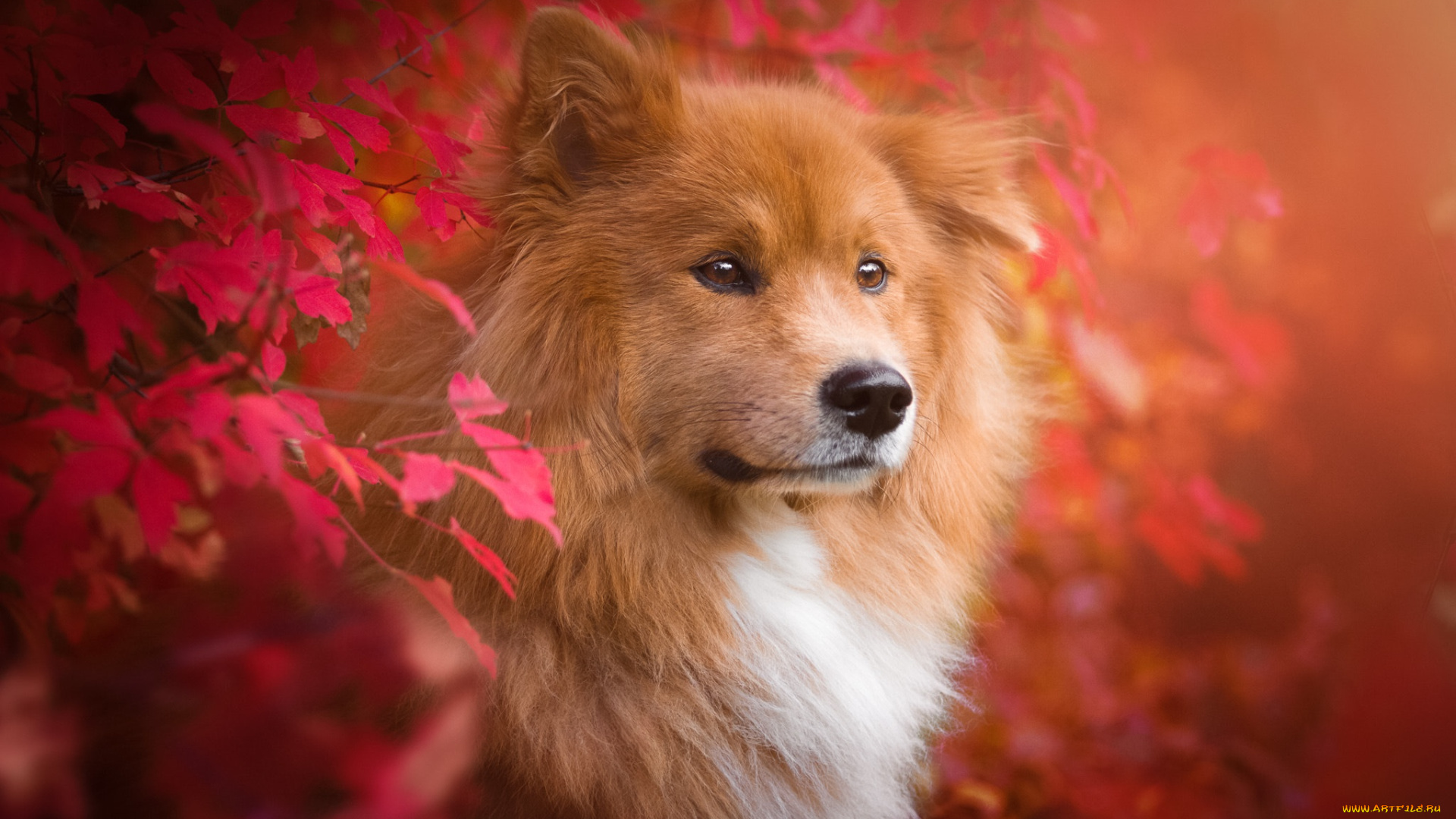 животные, собаки, листья, осень, ветки, евразиер, ойразиер, собака, животное, природа, пёс, birgit, chytracek