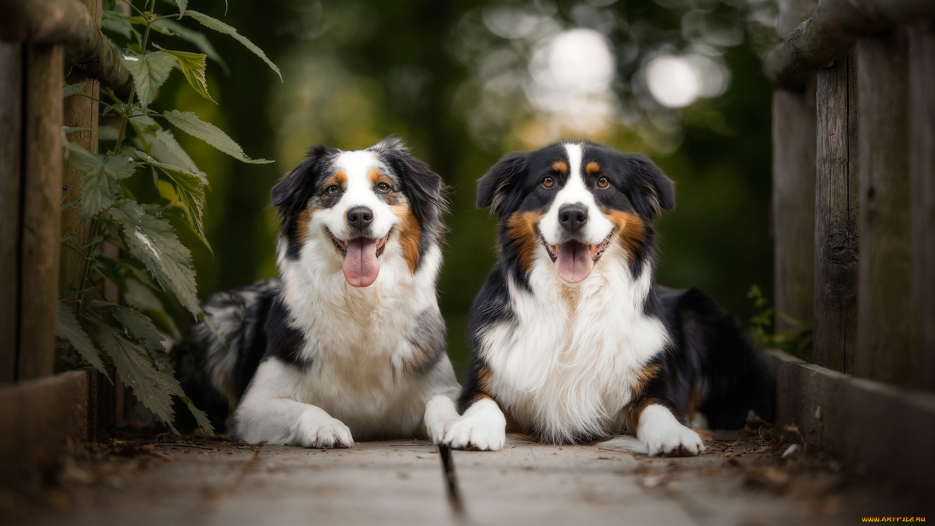 животные, собаки, пара, roberto, urbani, мостик, австралийская, овчарка, доски