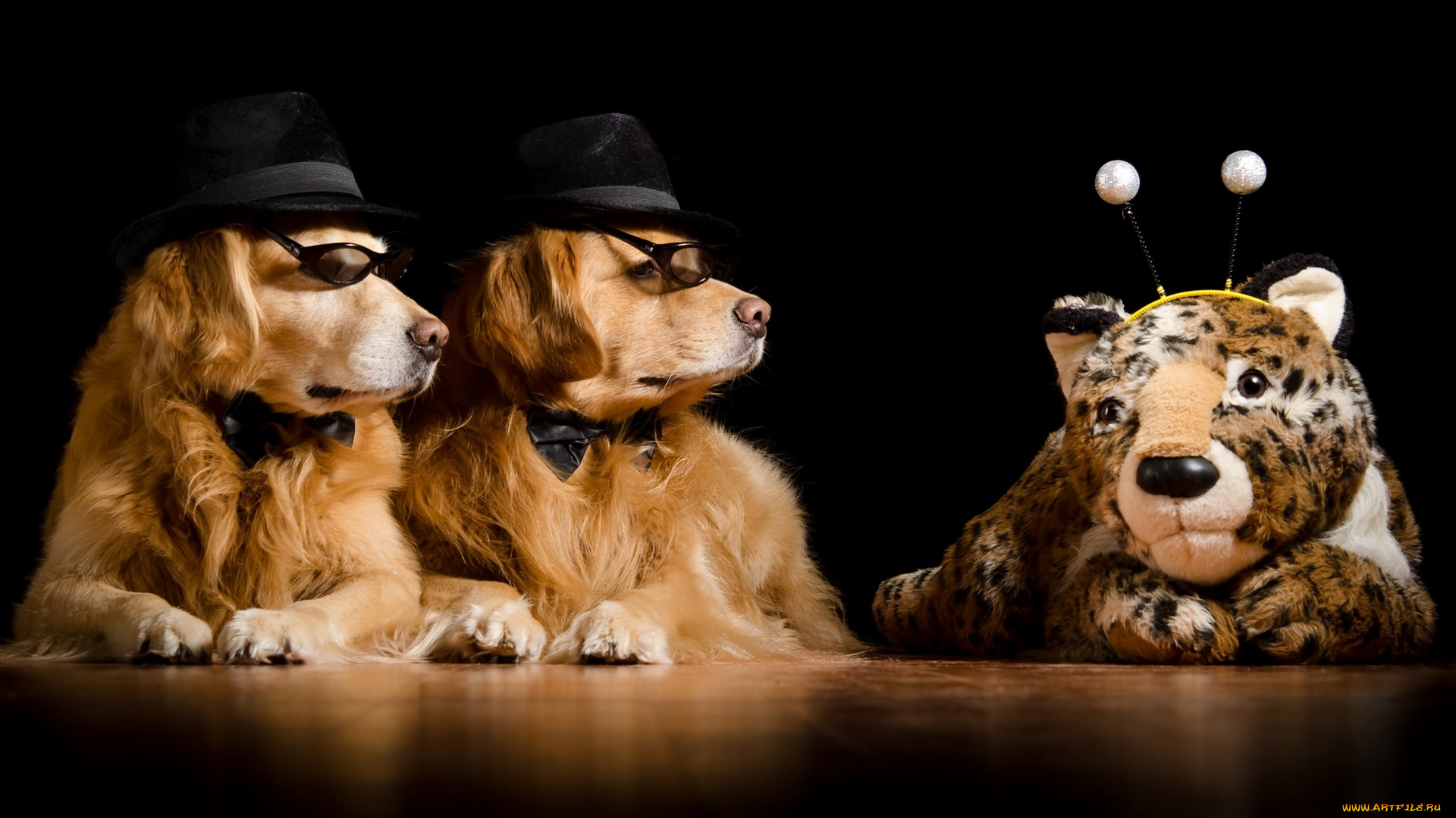 животные, собаки, шляпы, тигр, очки, игрушка