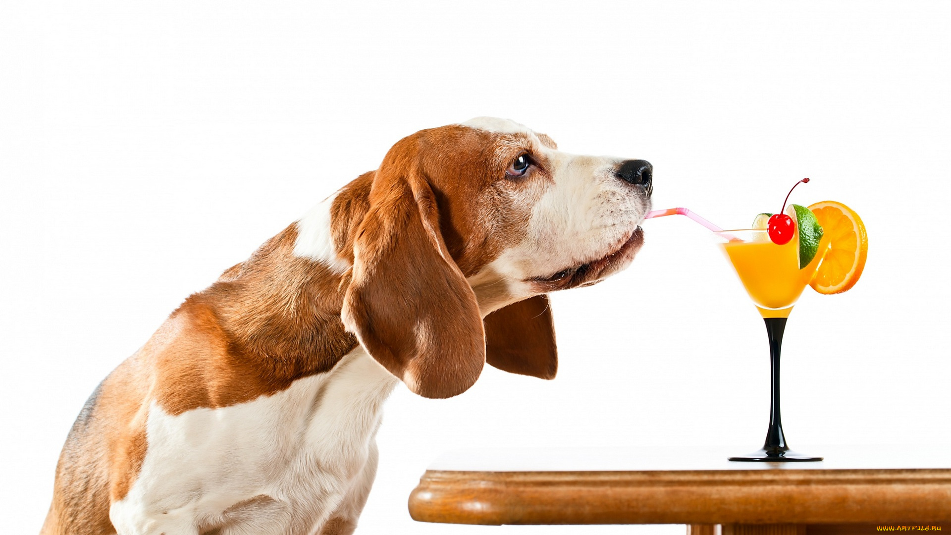животные, собаки, стол, белый, фон, апельсин, вишня, коктейль