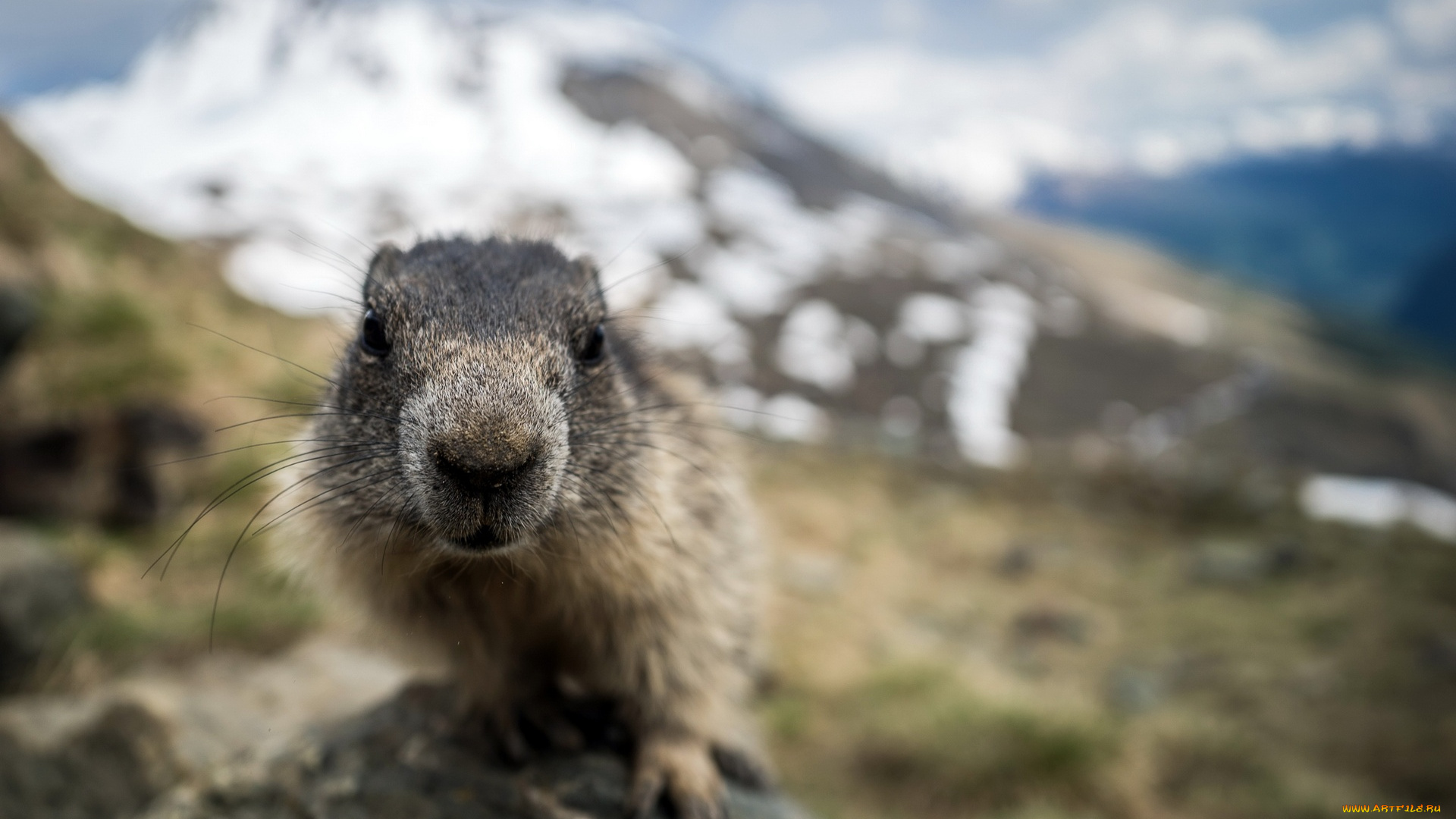 животные, суслики, , сурки, снег, холм, камень