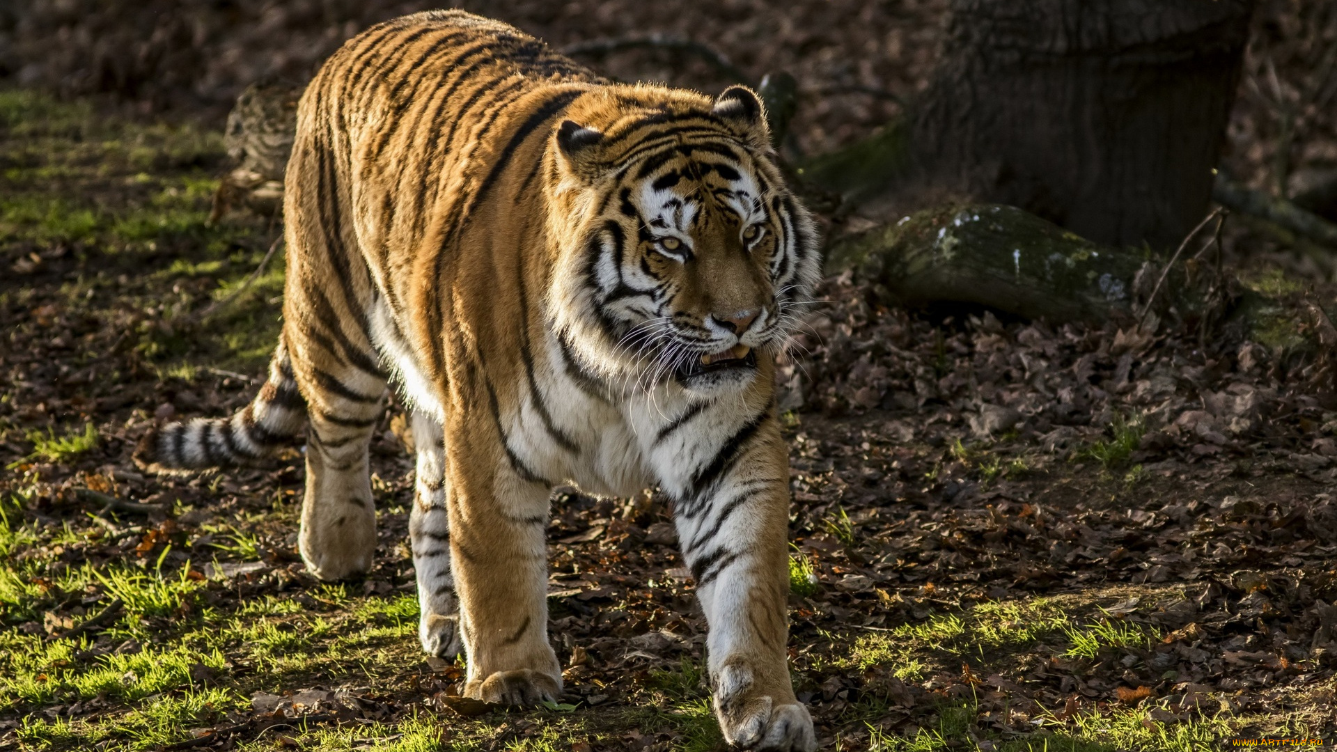 животные, тигры, трава