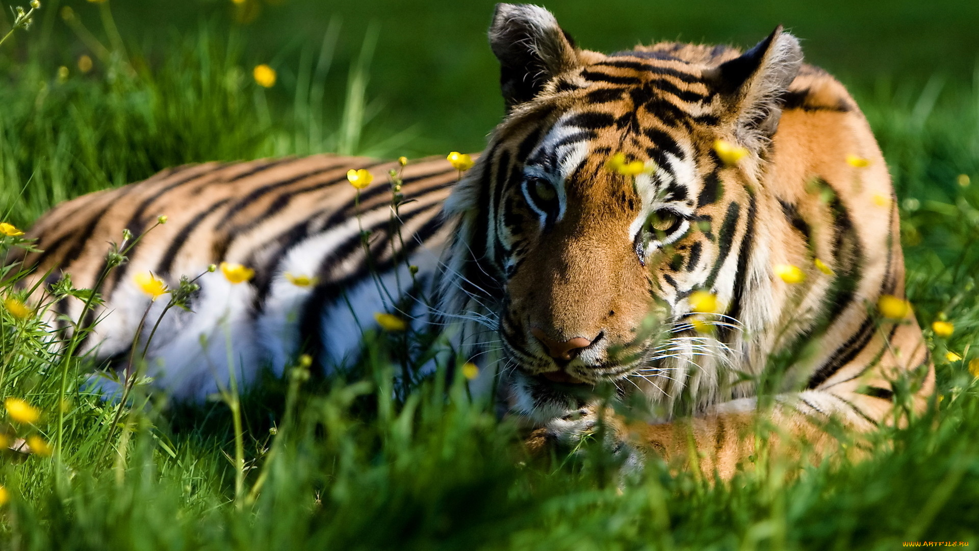 животные, тигры, трава, цветы