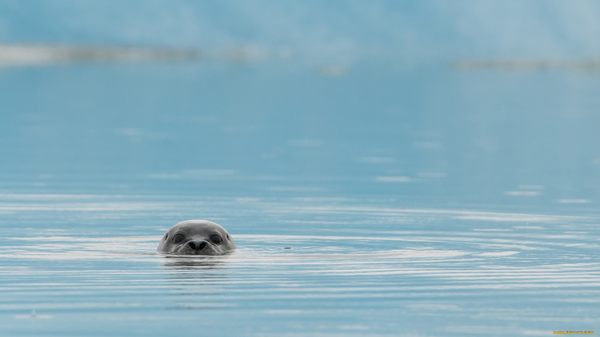 животные, тюлени, , морские, львы, , морские, котики, голова, море, тюлень