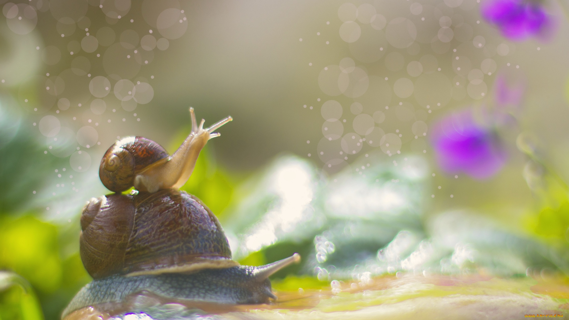 животные, улитки, боке, макро, цветы