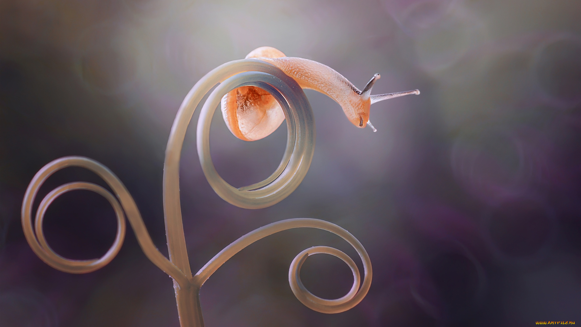 животные, улитки, боке, макро, улитка, растение