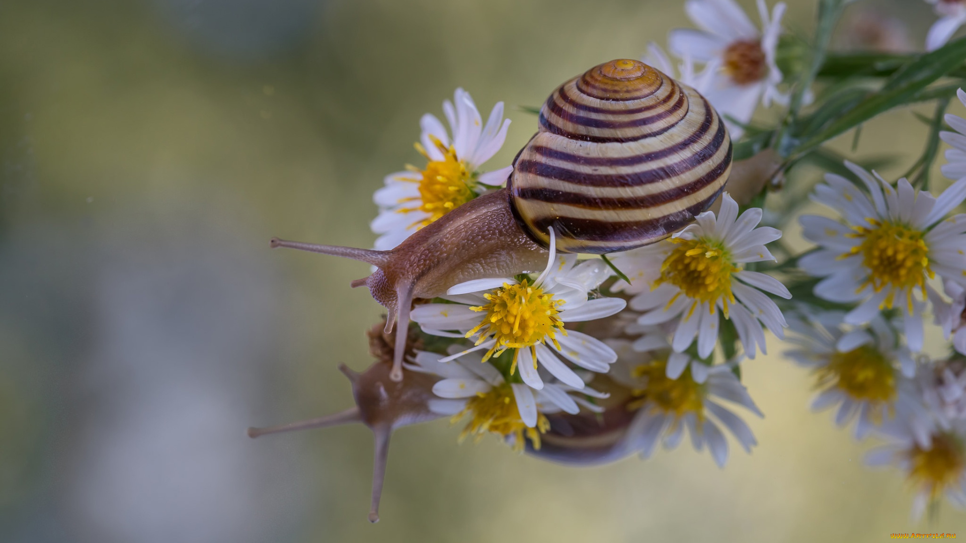 животные, улитки, цветы, макро, отражение, улитка