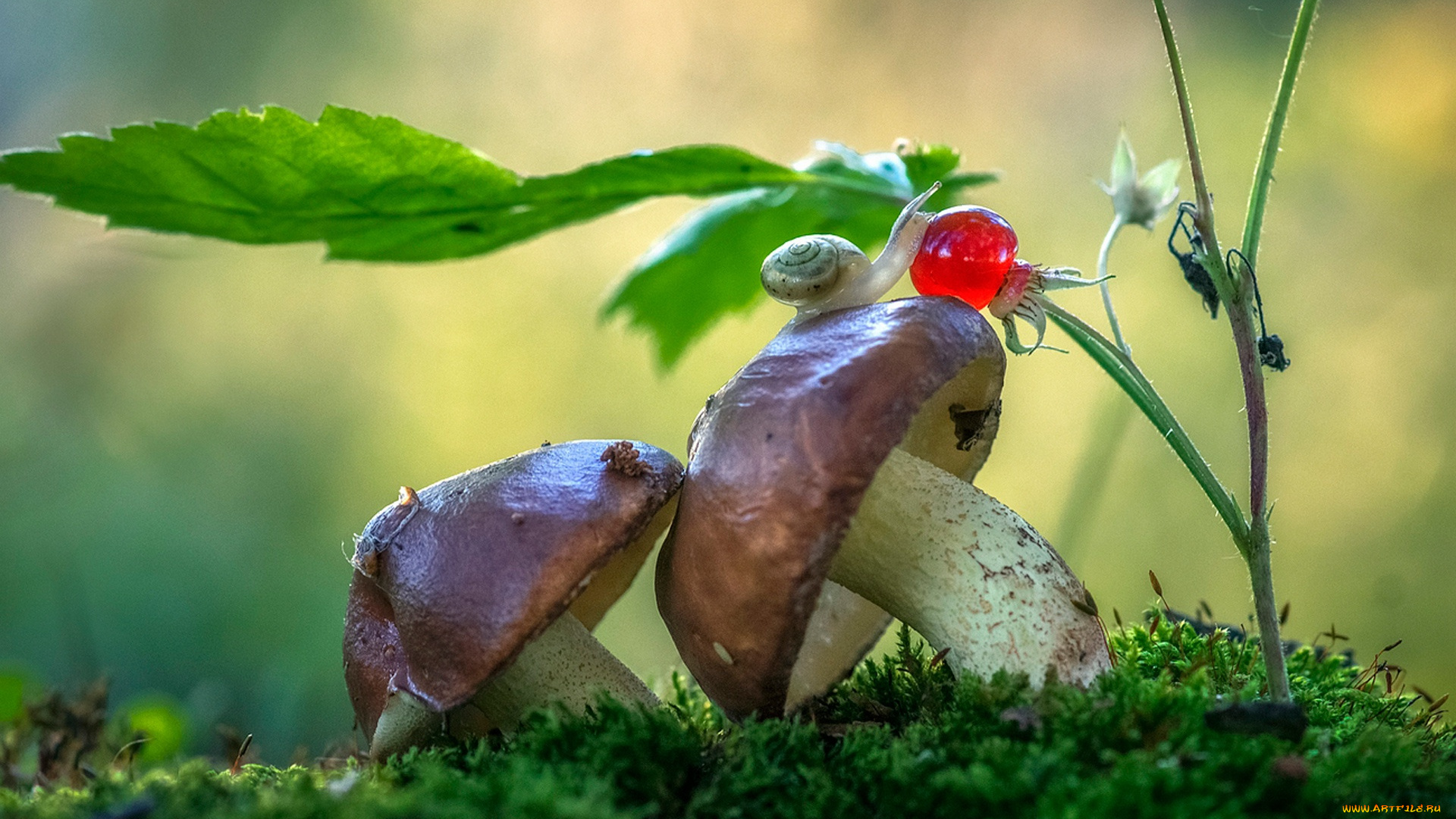 животные, улитки, макро, грибы, мох, улитка, природа