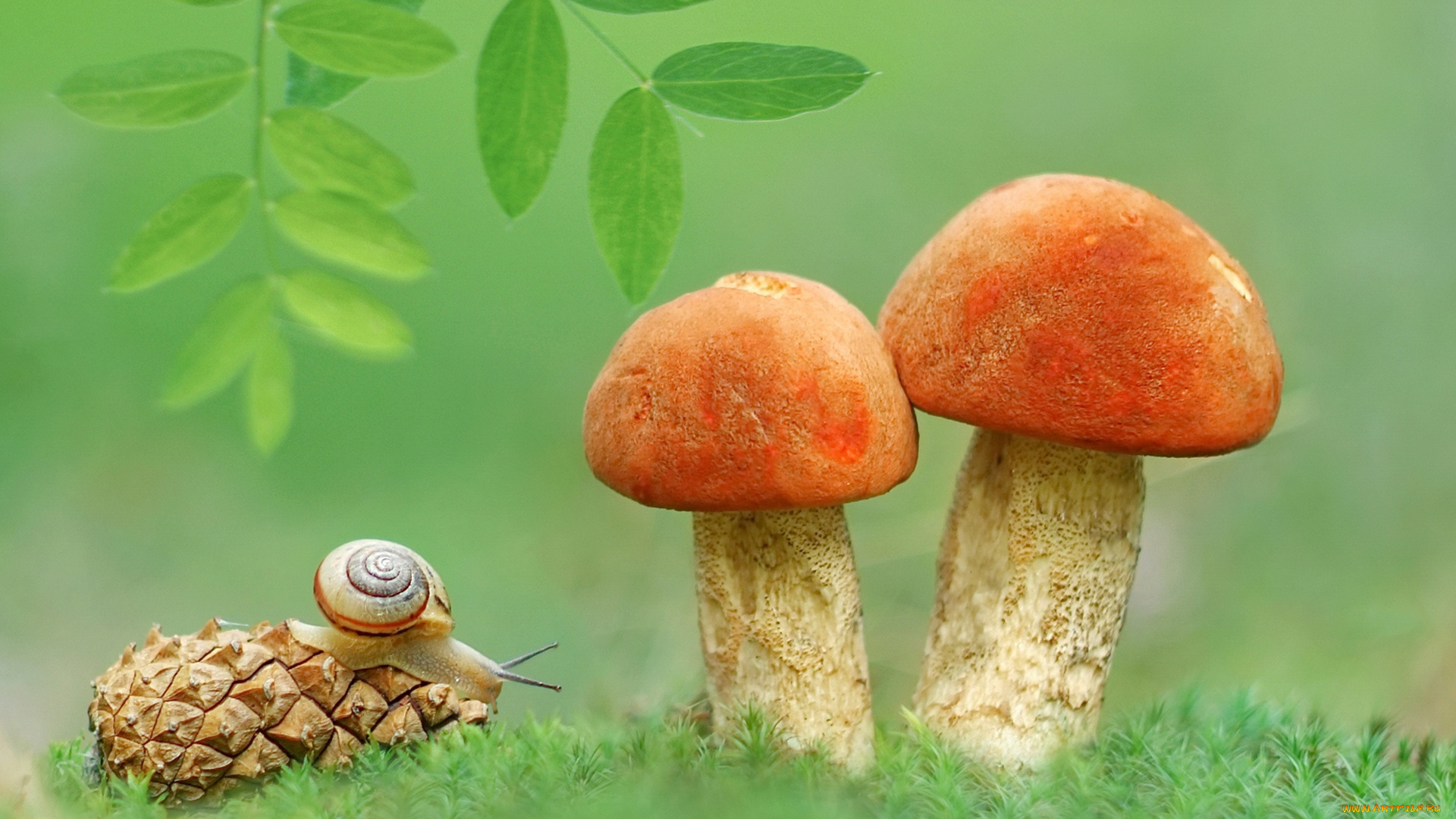 животные, улитки, макро, шишка, грибы, улитка, природа