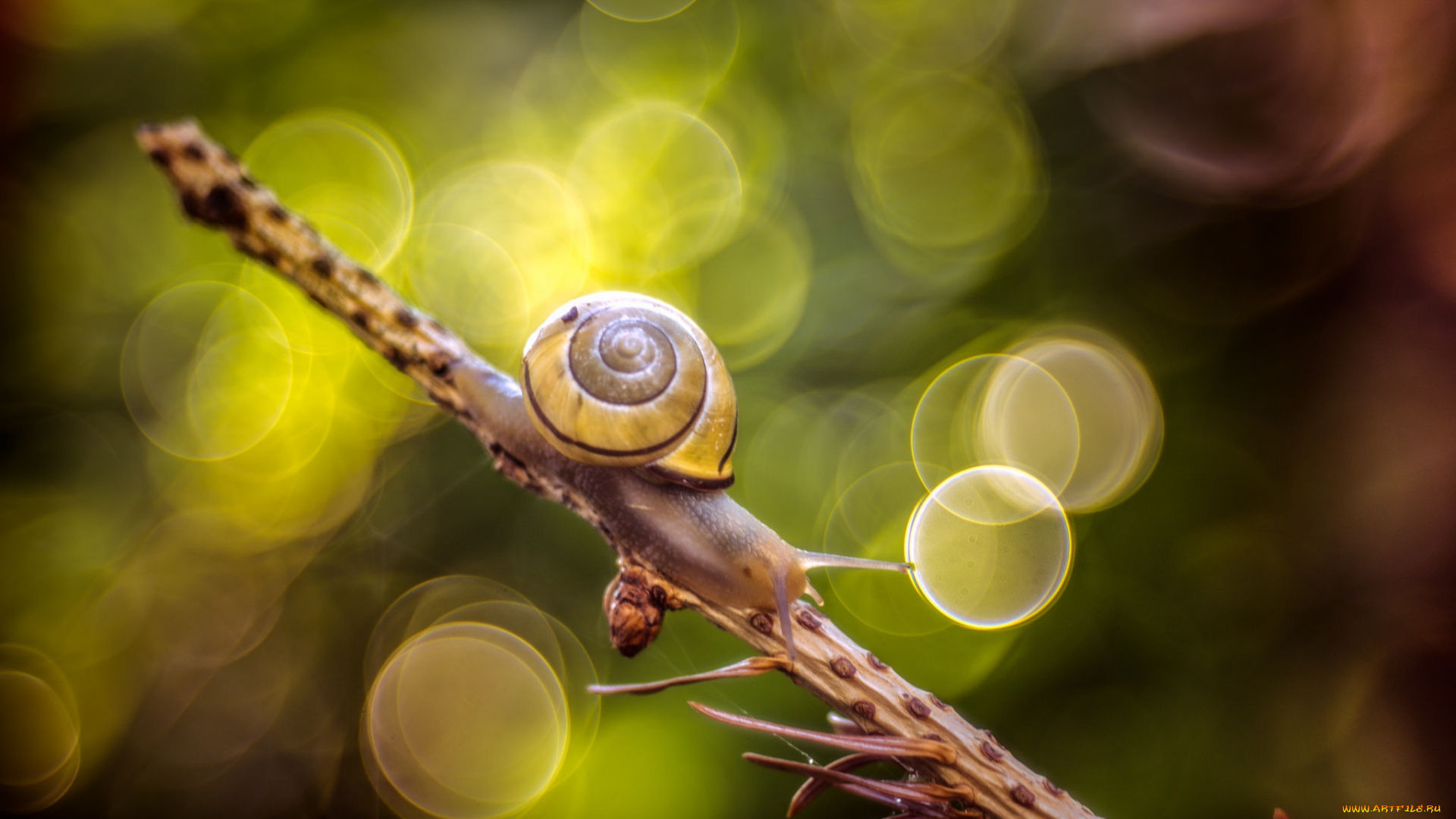животные, улитки, макро, ветка, улитка, боке