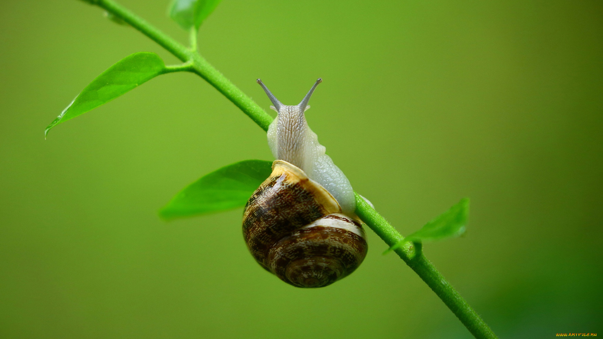 животные, улитки, макро, зелень, фон, улитка, стебель, травинка