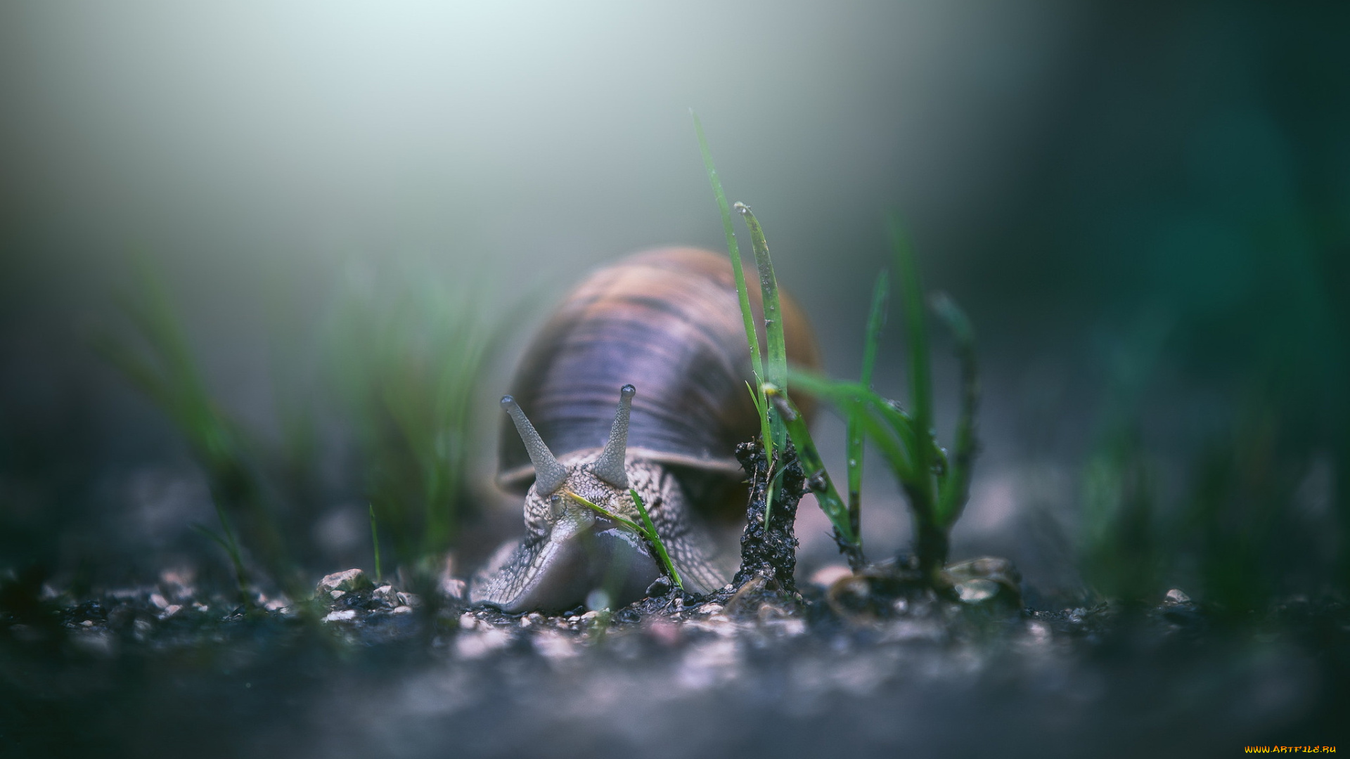 животные, улитки, улитка, фон, макро